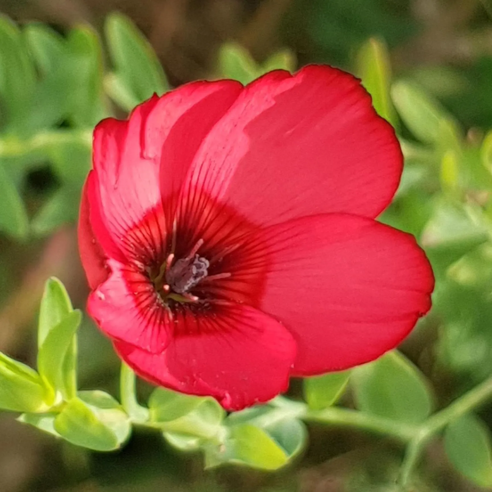 Garden in Hotel Al-Ándalus Peal, en Cazorla Comarca