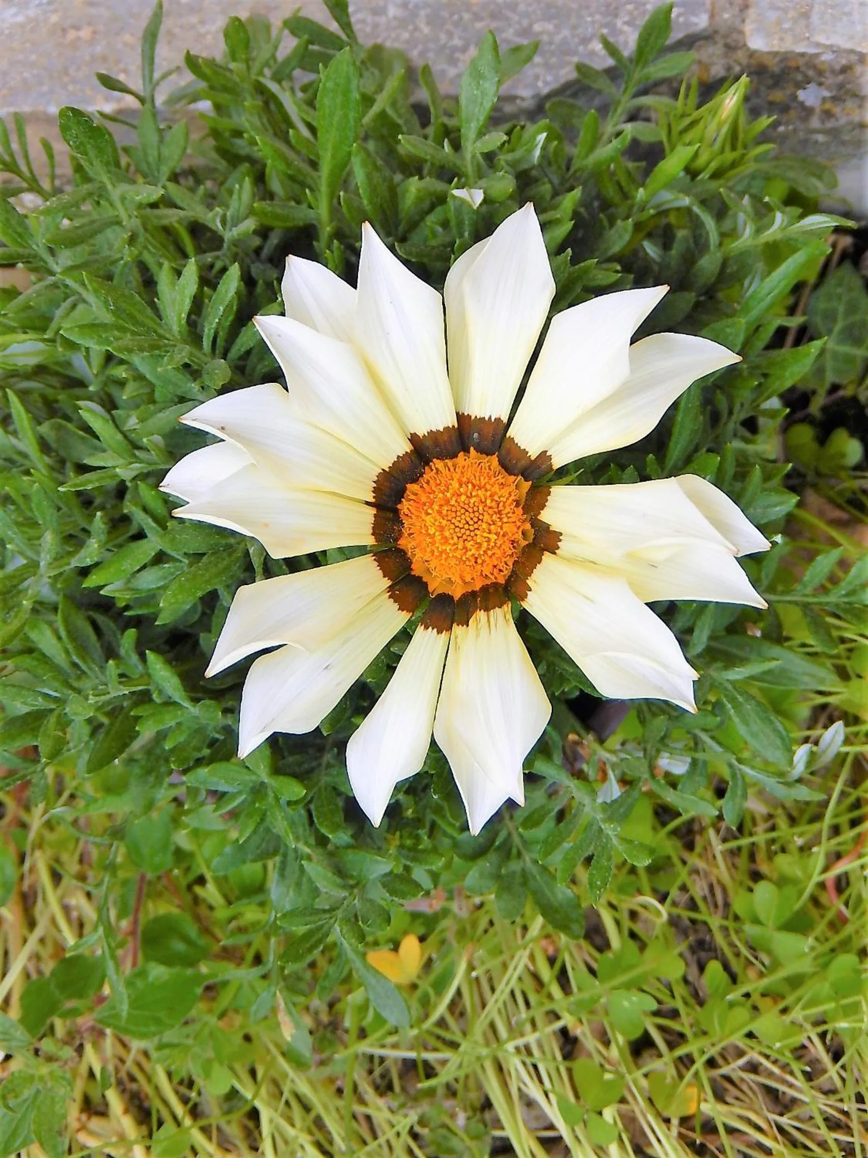 Garden in Angelina's Home