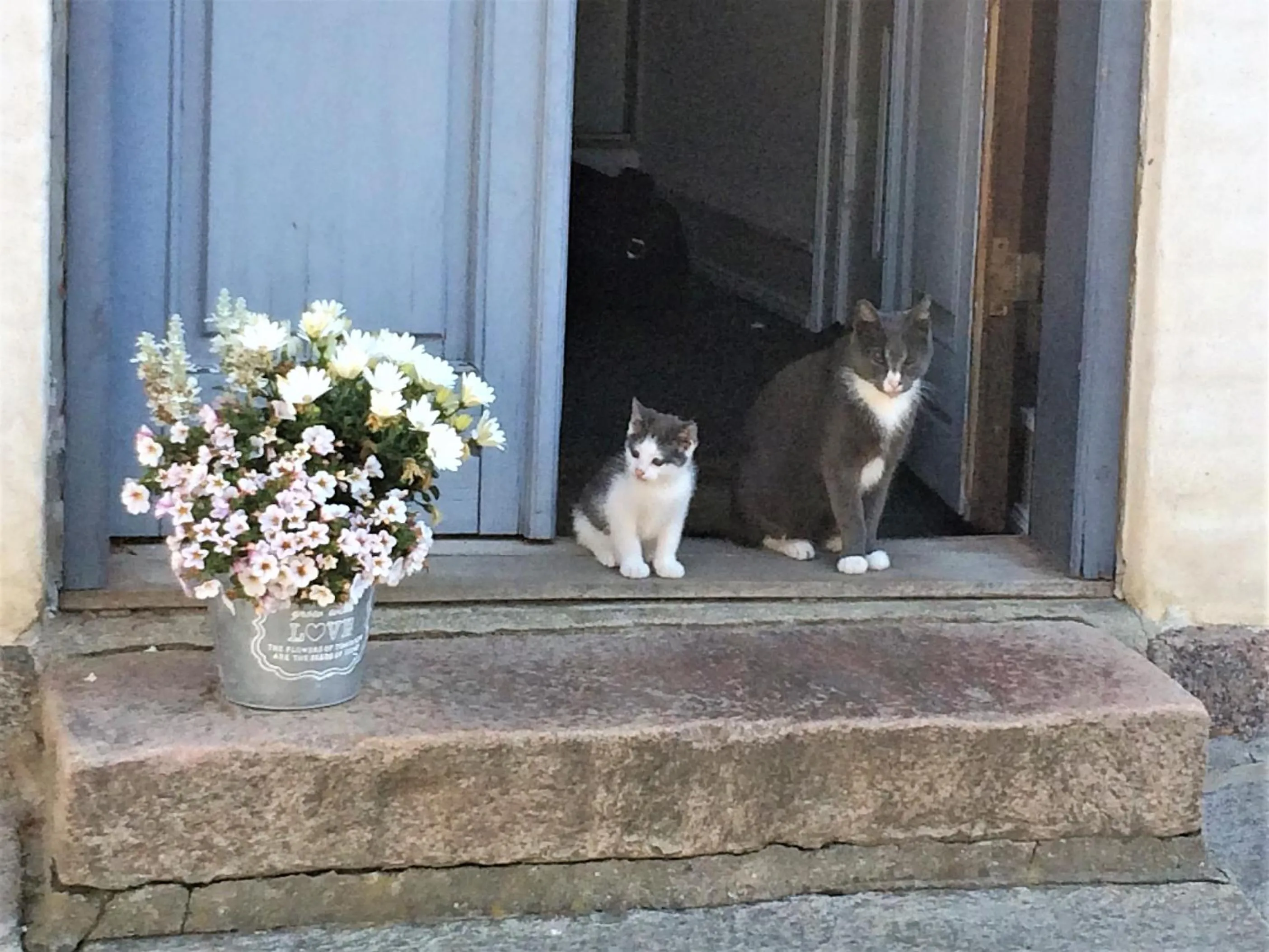 Pets in Ferielejlighed på Rødkærgård