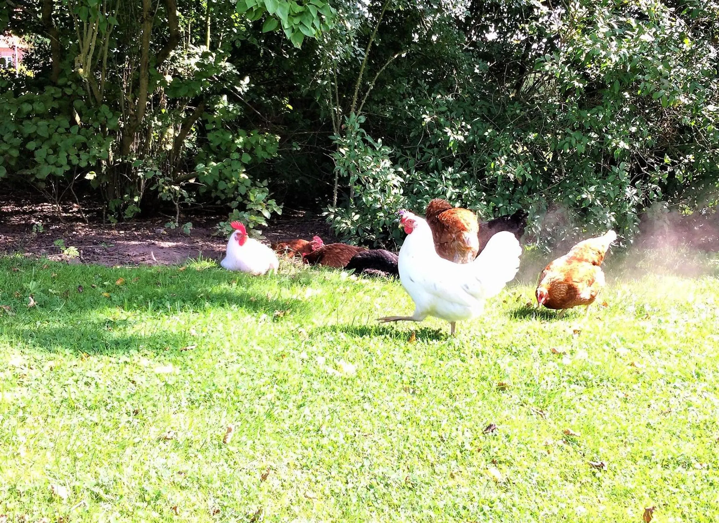 Animals in Ferielejlighed på Rødkærgård
