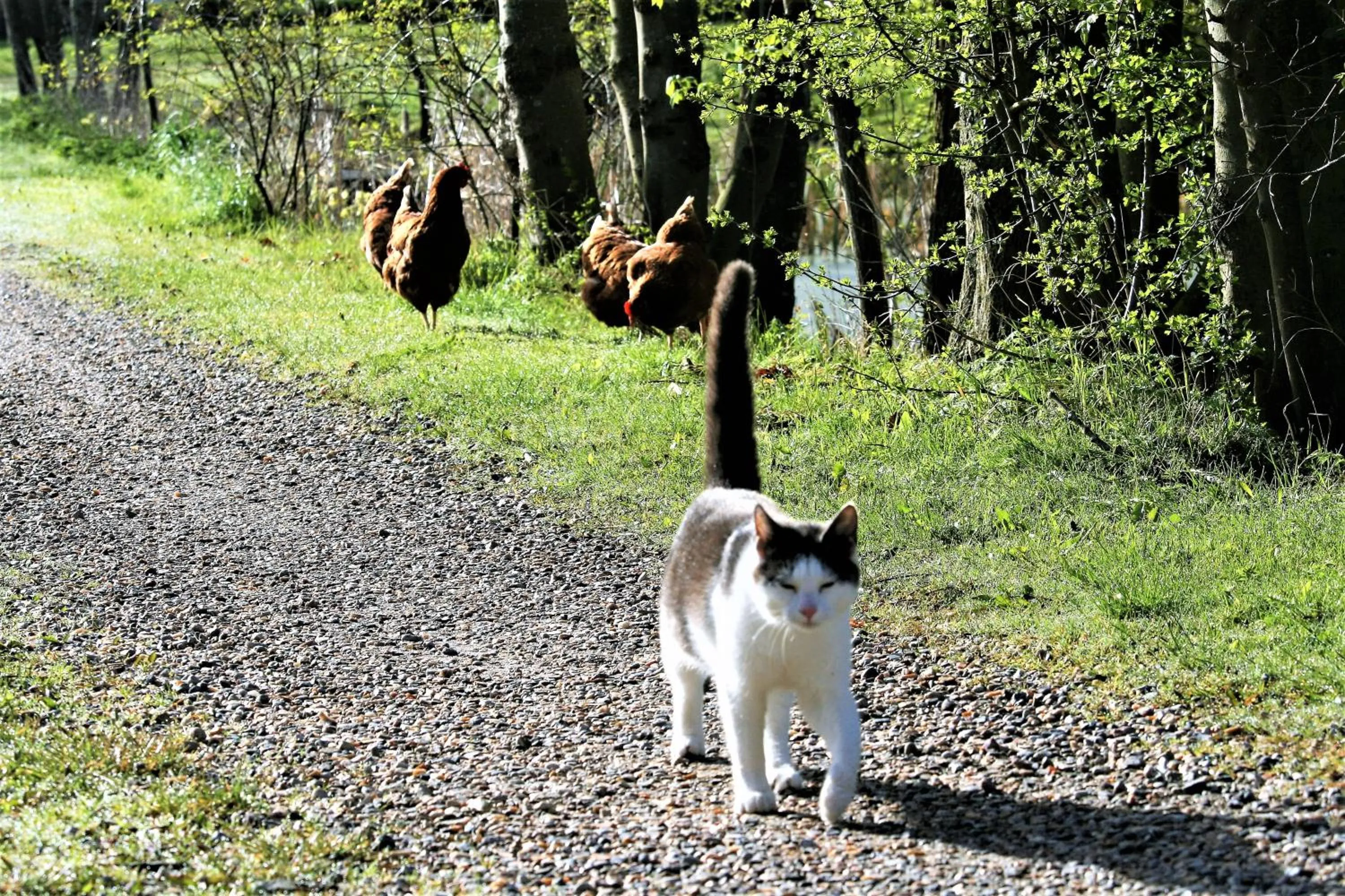 Animals in Ferielejlighed på Rødkærgård
