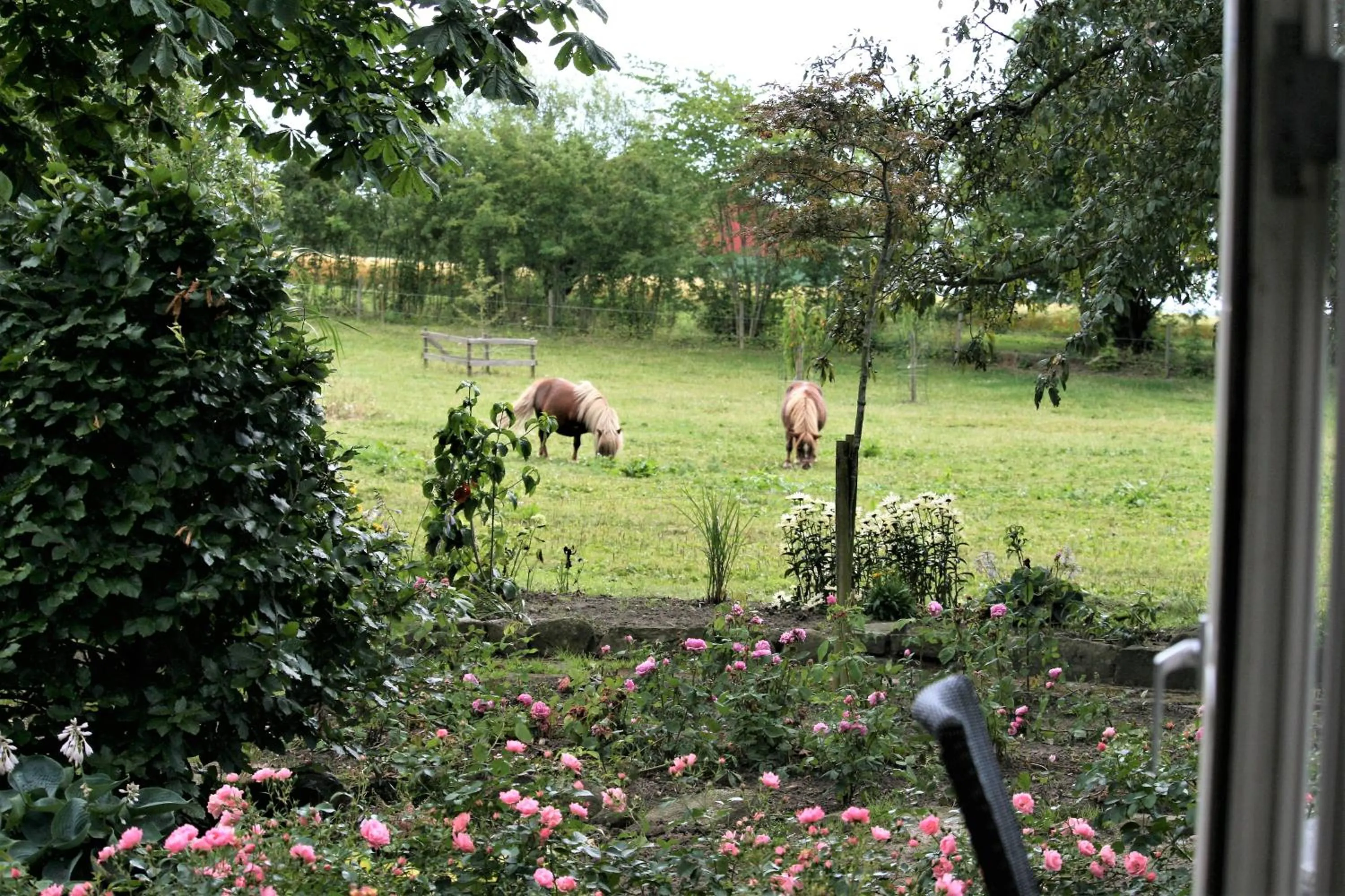 Animals in Ferielejlighed på Rødkærgård