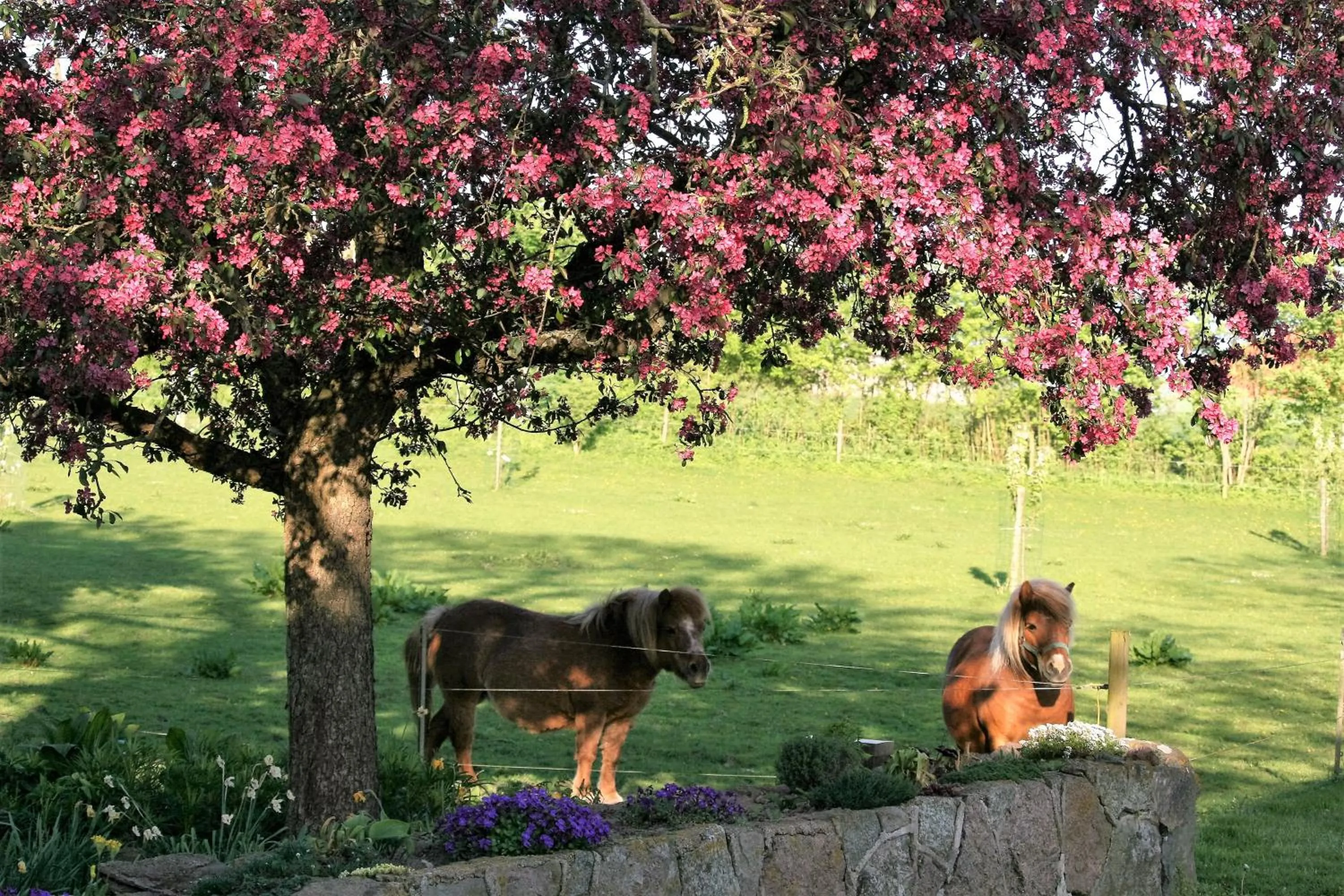 Animals in Ferielejlighed på Rødkærgård