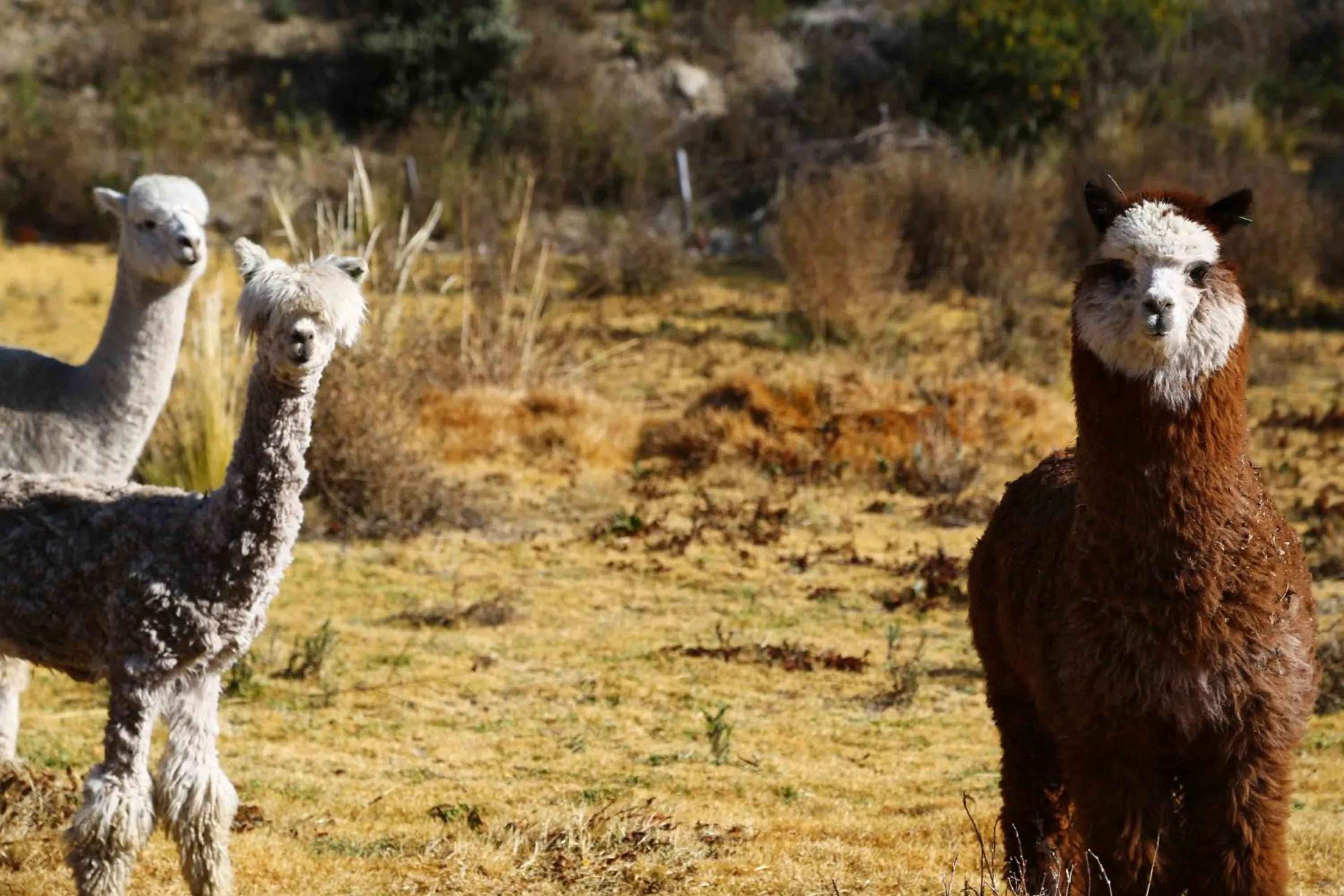 Day in GHL Hotel Lago Titicaca