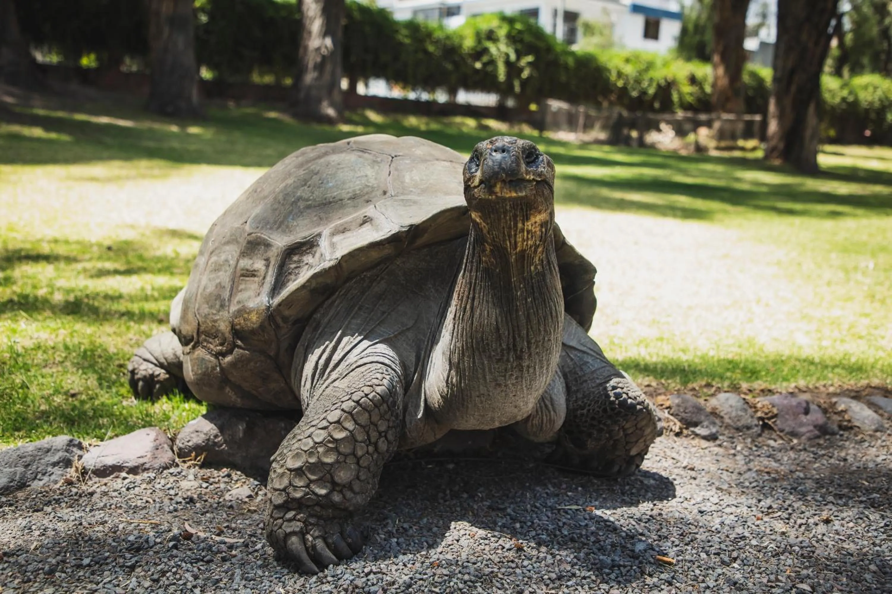 Animals in Wyndham Costa del Sol Arequipa