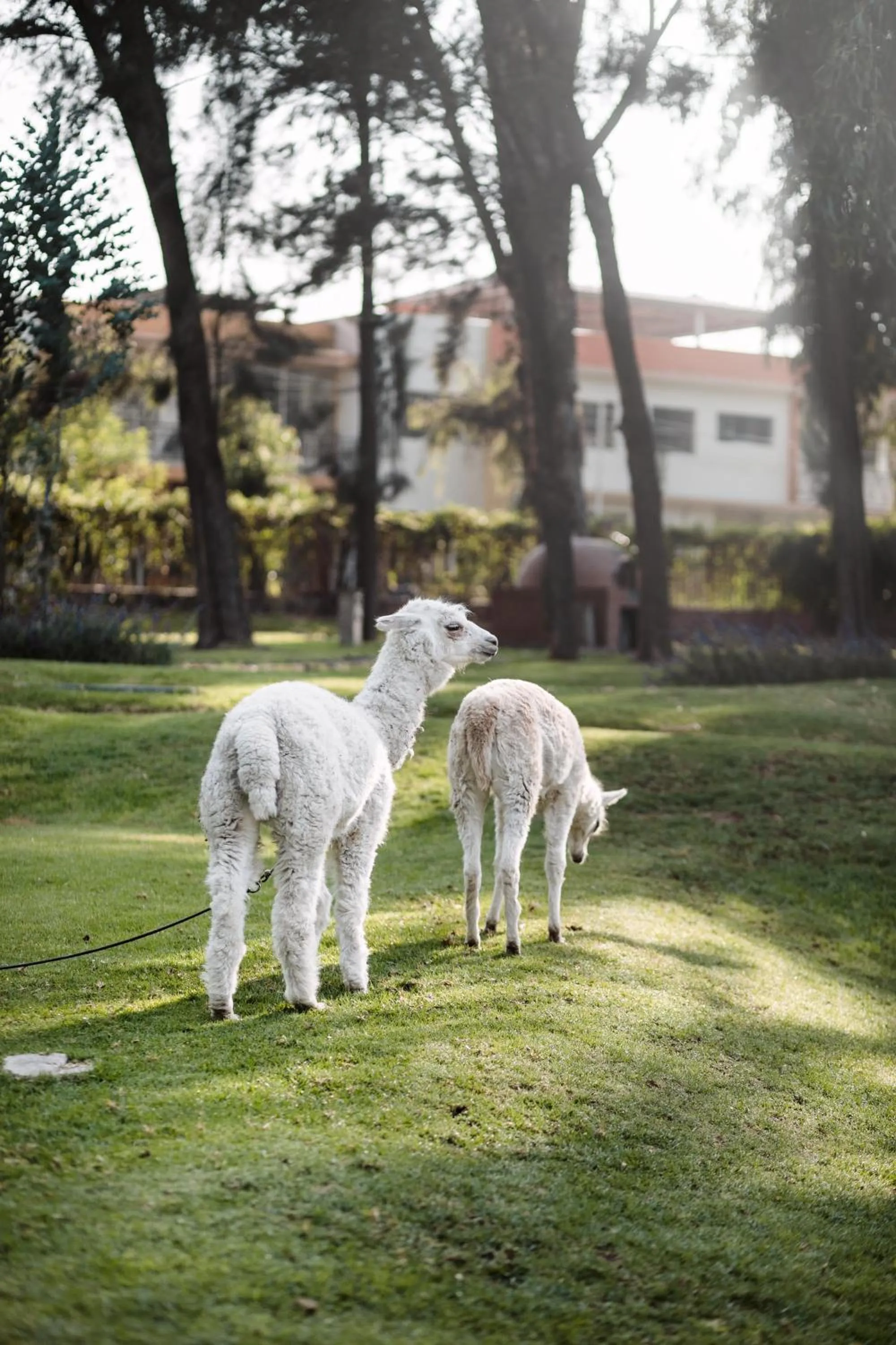 Animals in Wyndham Costa del Sol Arequipa