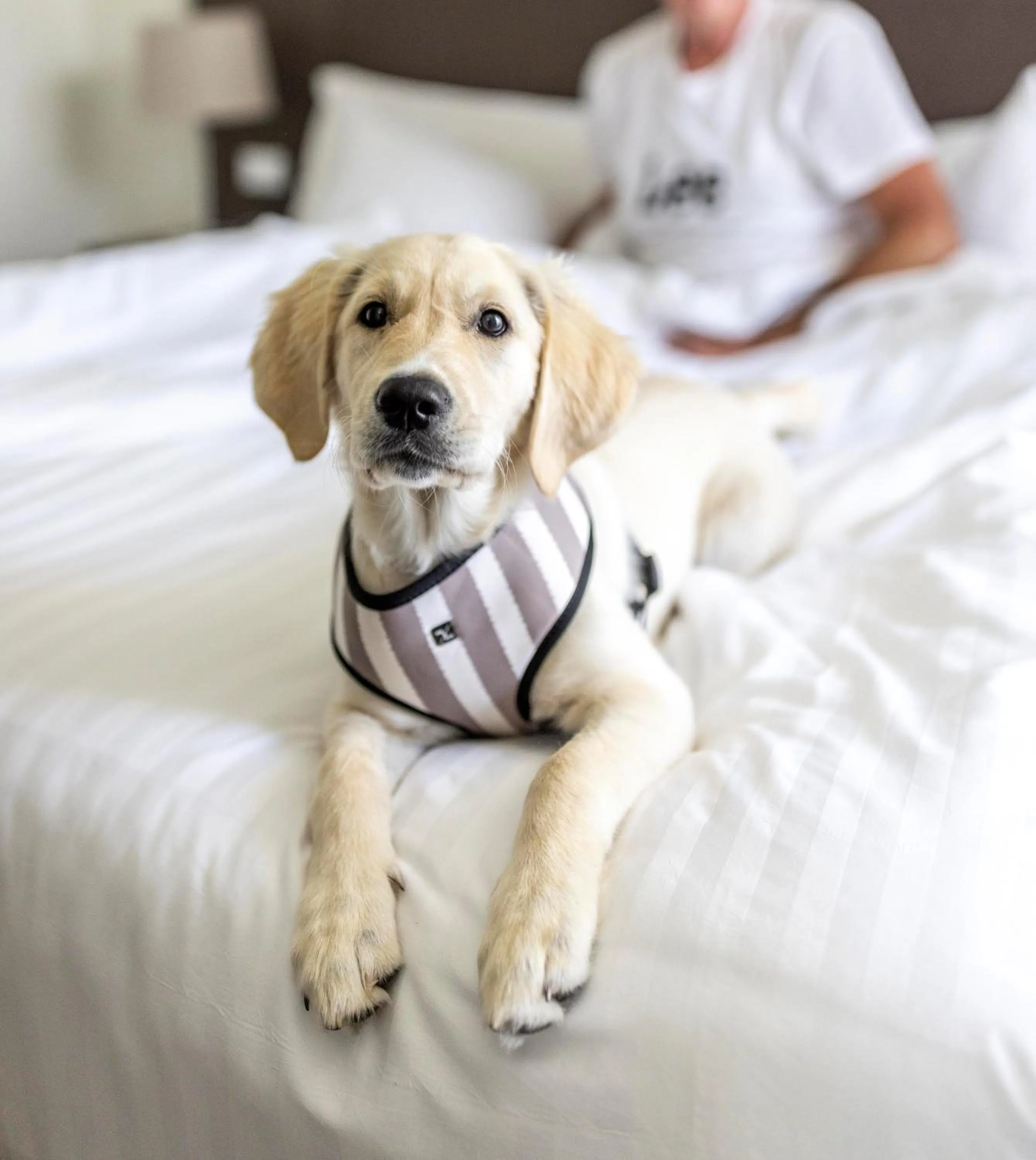 Pets in Pier 21 Riverside Apartment Hotel