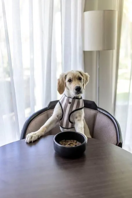 Pets in Pier 21 Riverside Apartment Hotel