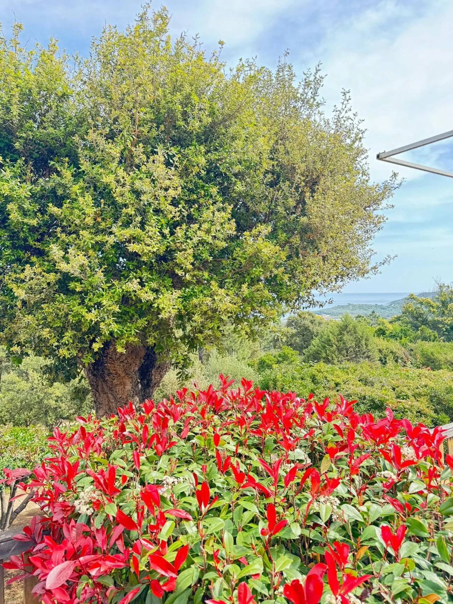 Studio in Résidence U Pirellu