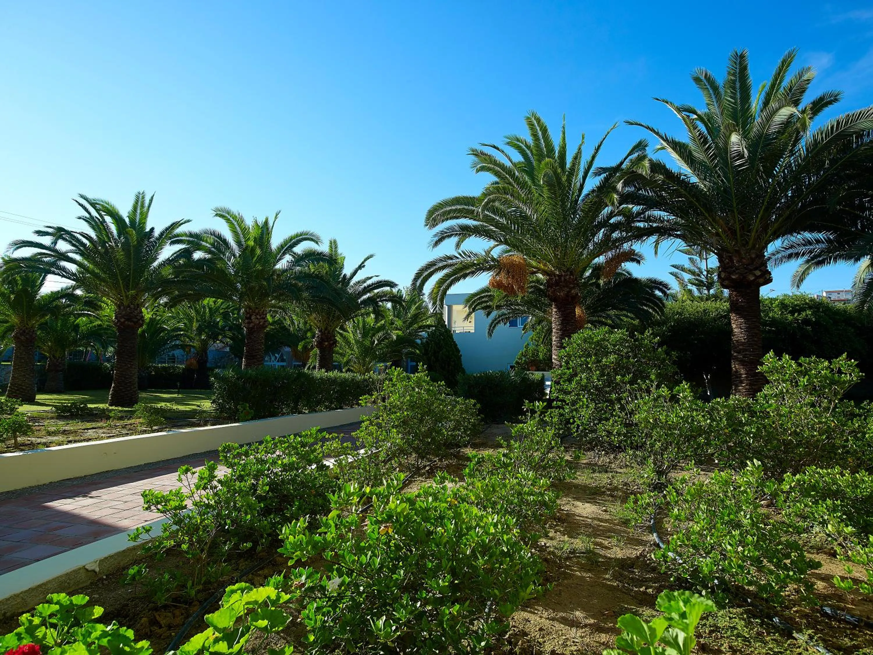 Garden in Eleftheria Hotel