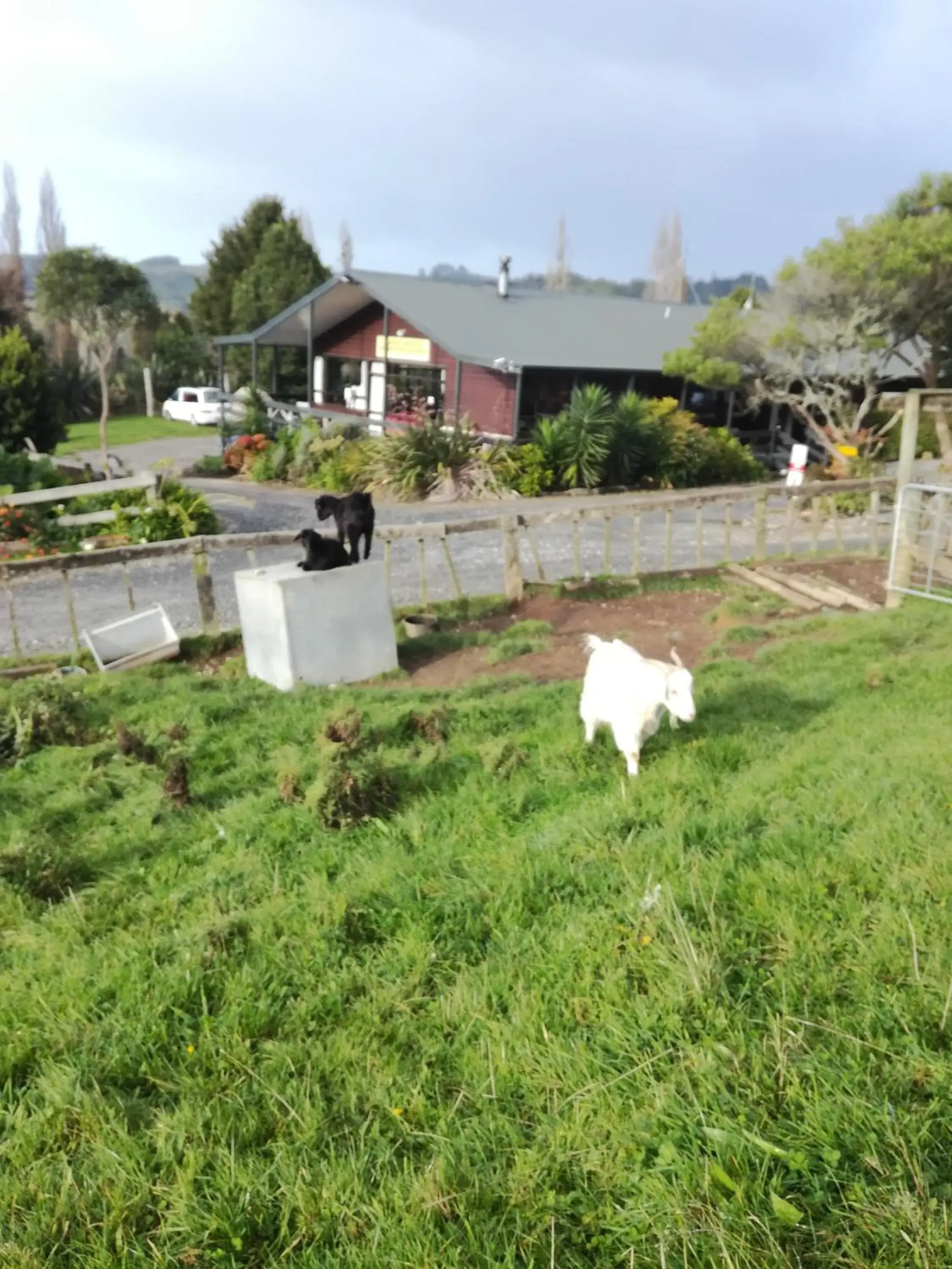 Pets in JunoHall Backpackers Pets in JunoHall Backpackers