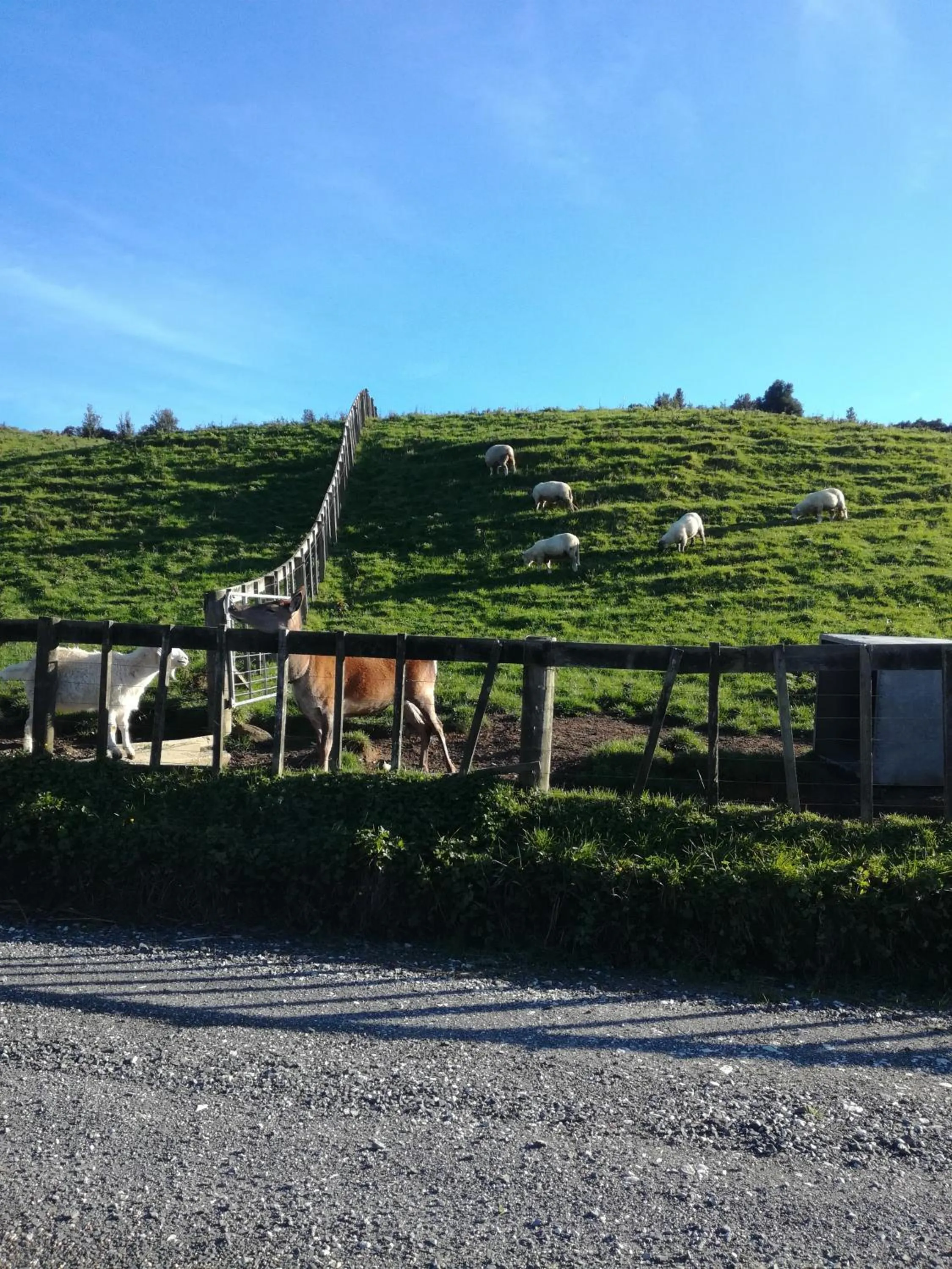 Pets in JunoHall Backpackers