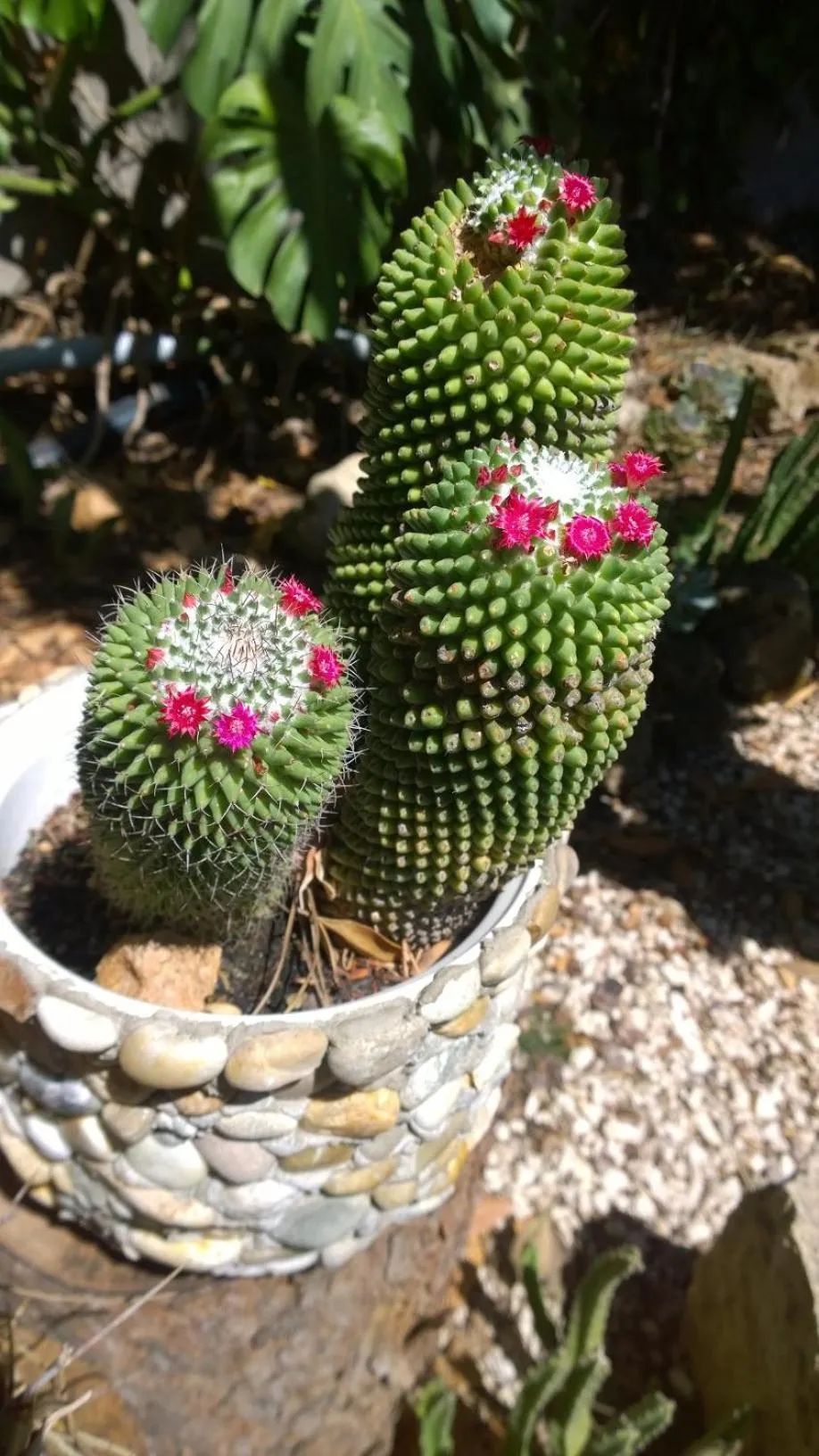 Decorative detail in BUBA BnB SUPERIOR