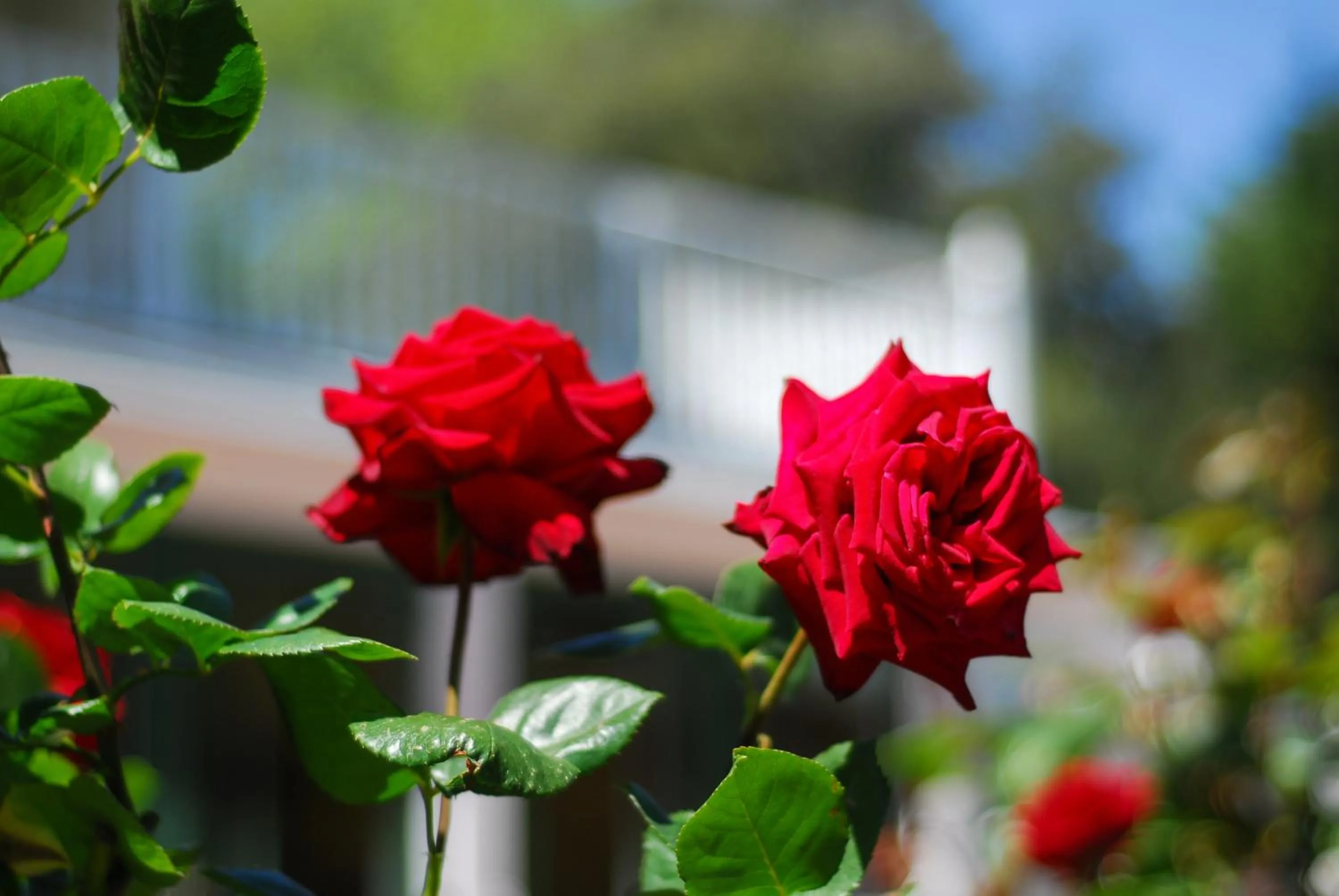 Natural landscape in Mangapapa Hotel