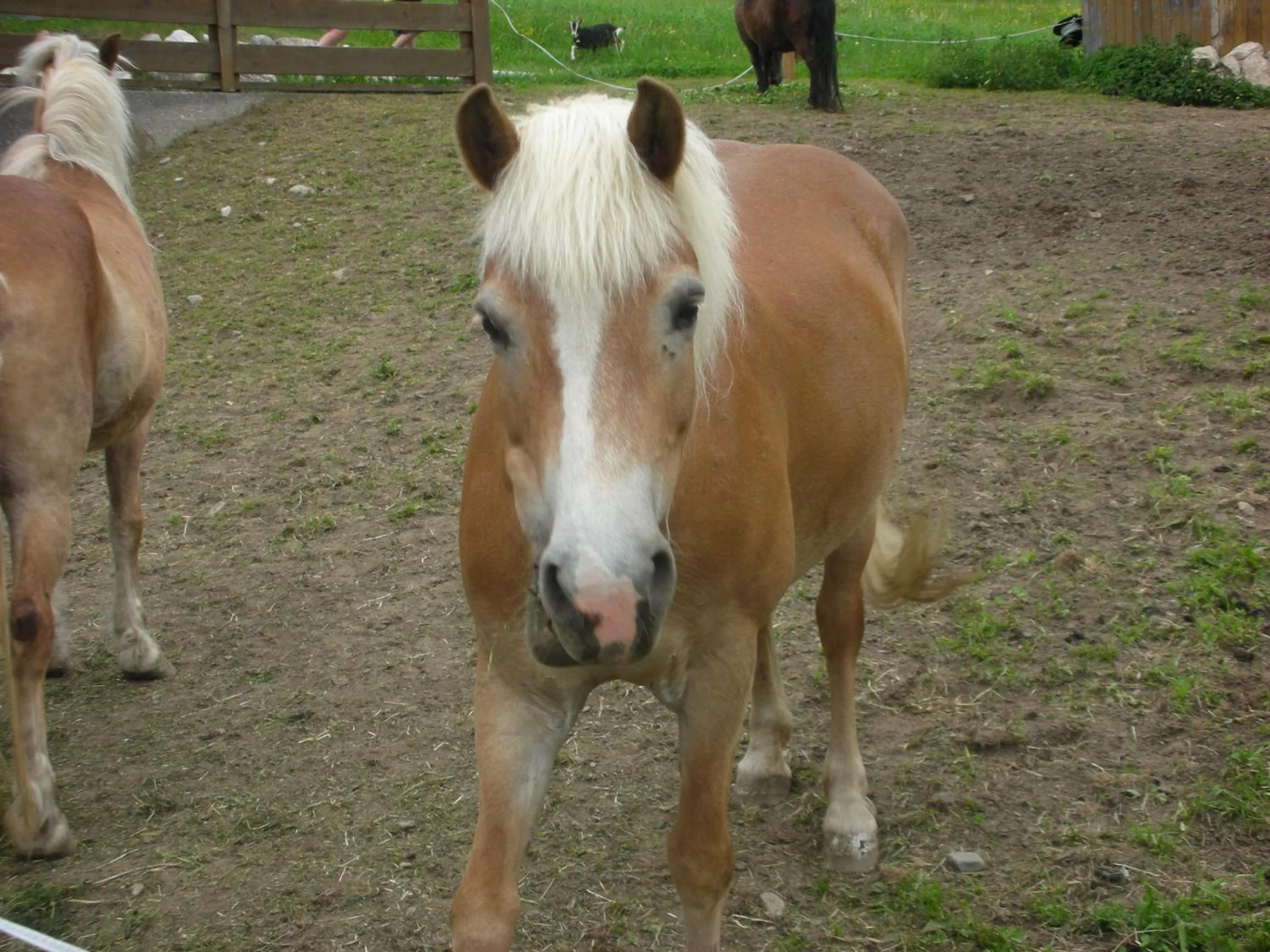 Animals in Stangleggerhof