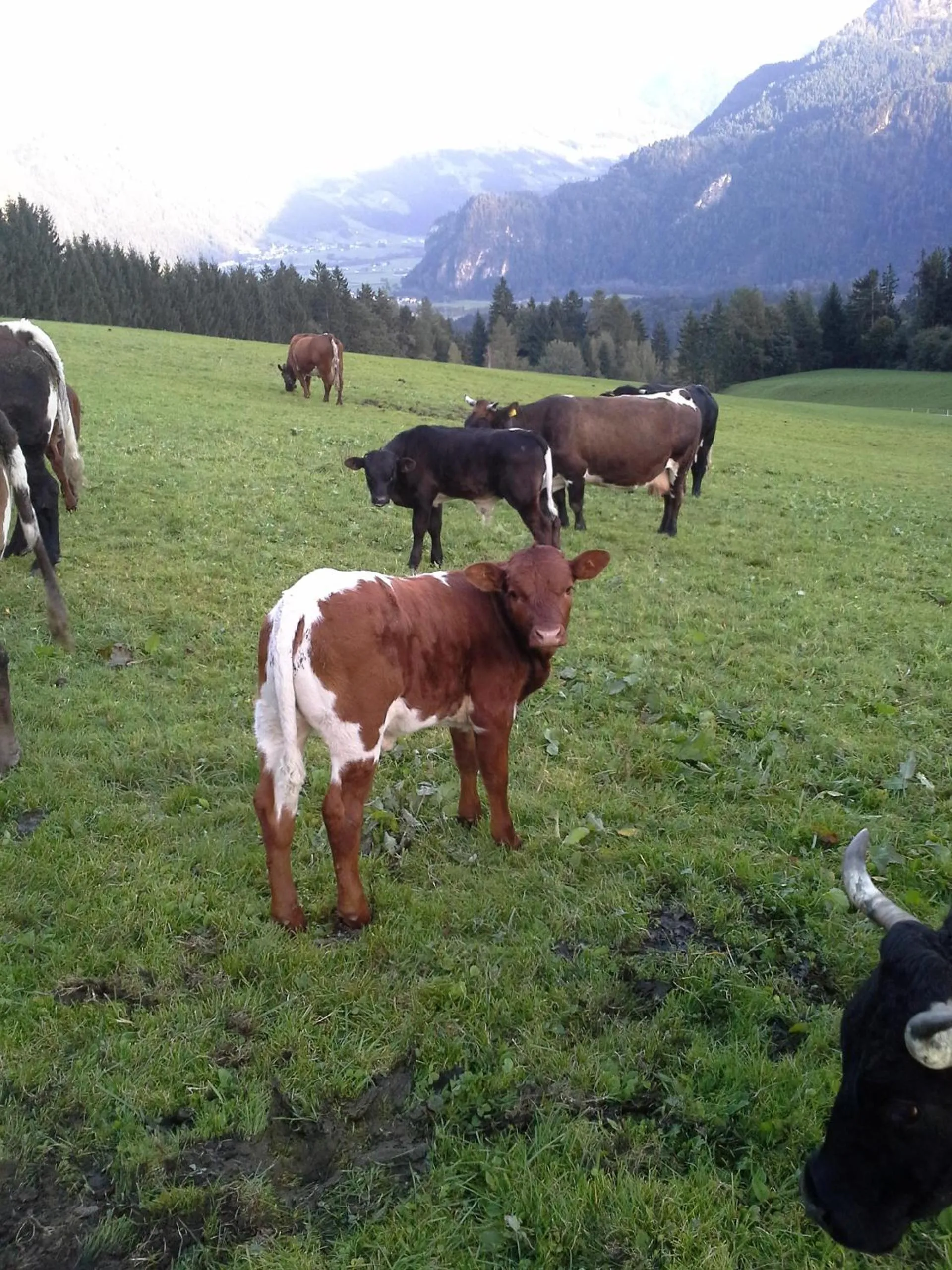 Animals in Stangleggerhof