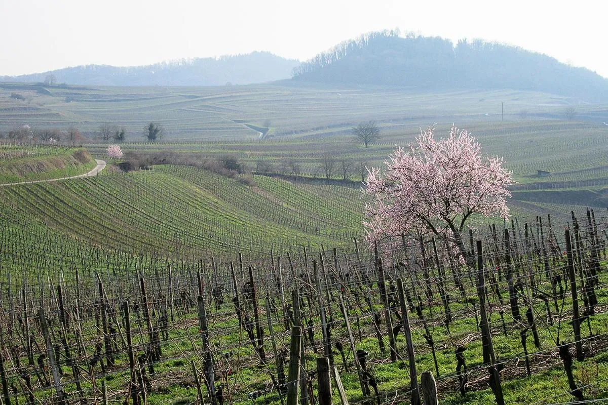 Natural landscape in Die Sprachpension - The Language Guesthouse