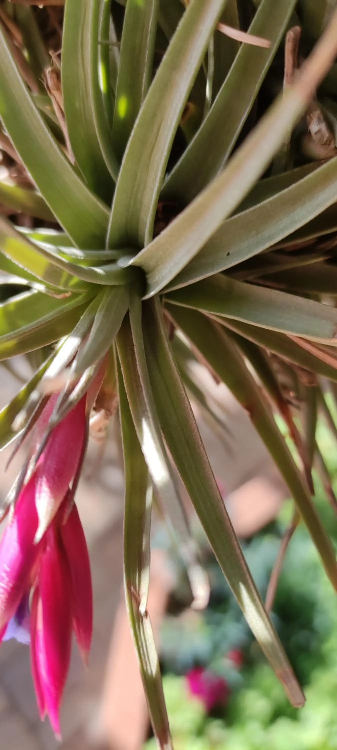 La Collina Capo d'Orlando