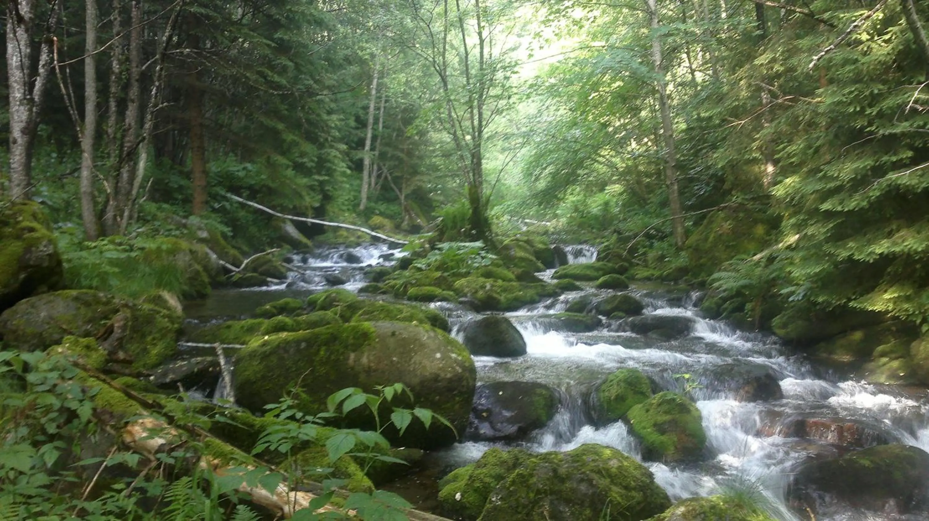 Area and facilities in Hotel Serenella