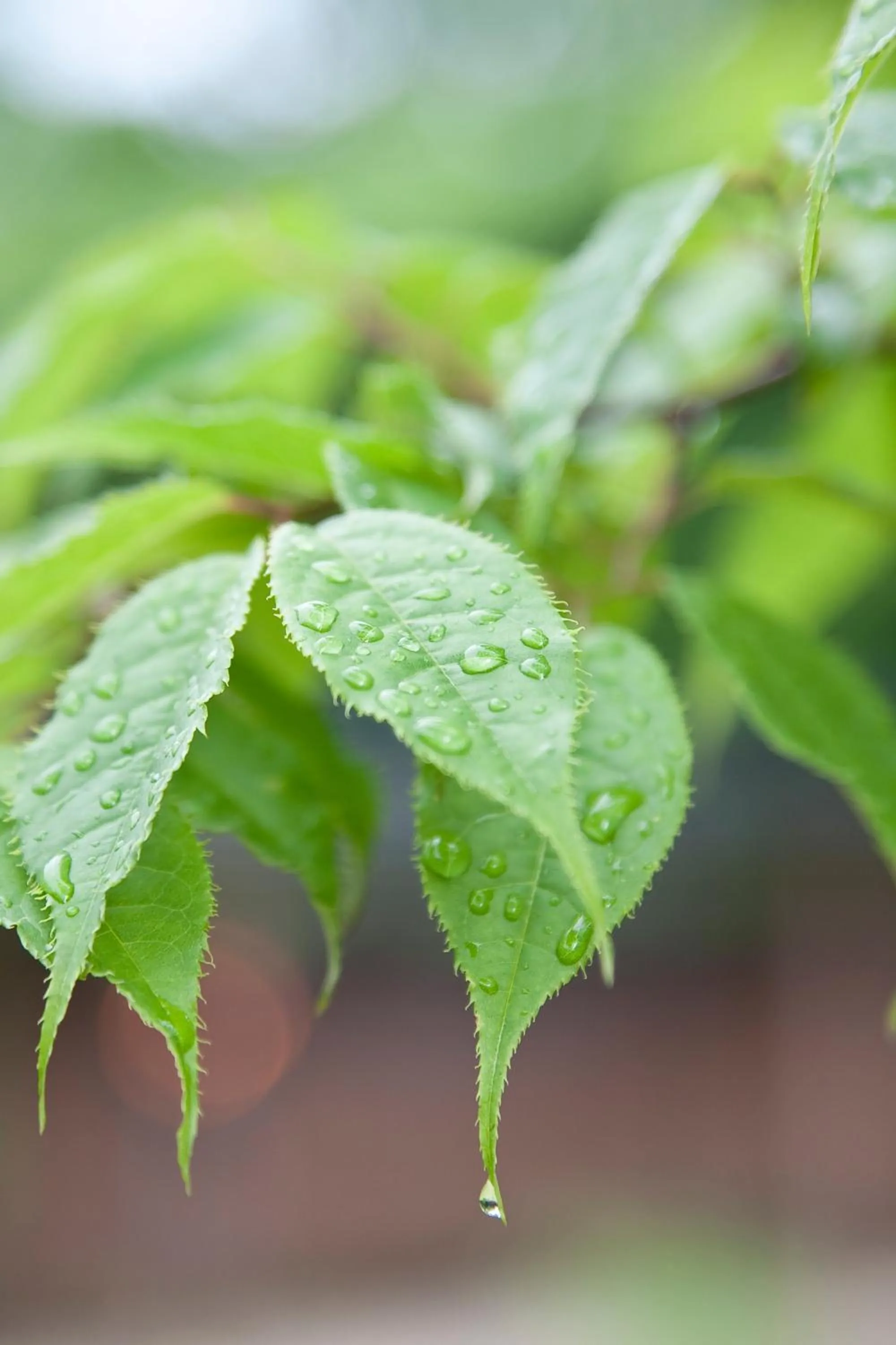 On site in Shikinosato Hanamura