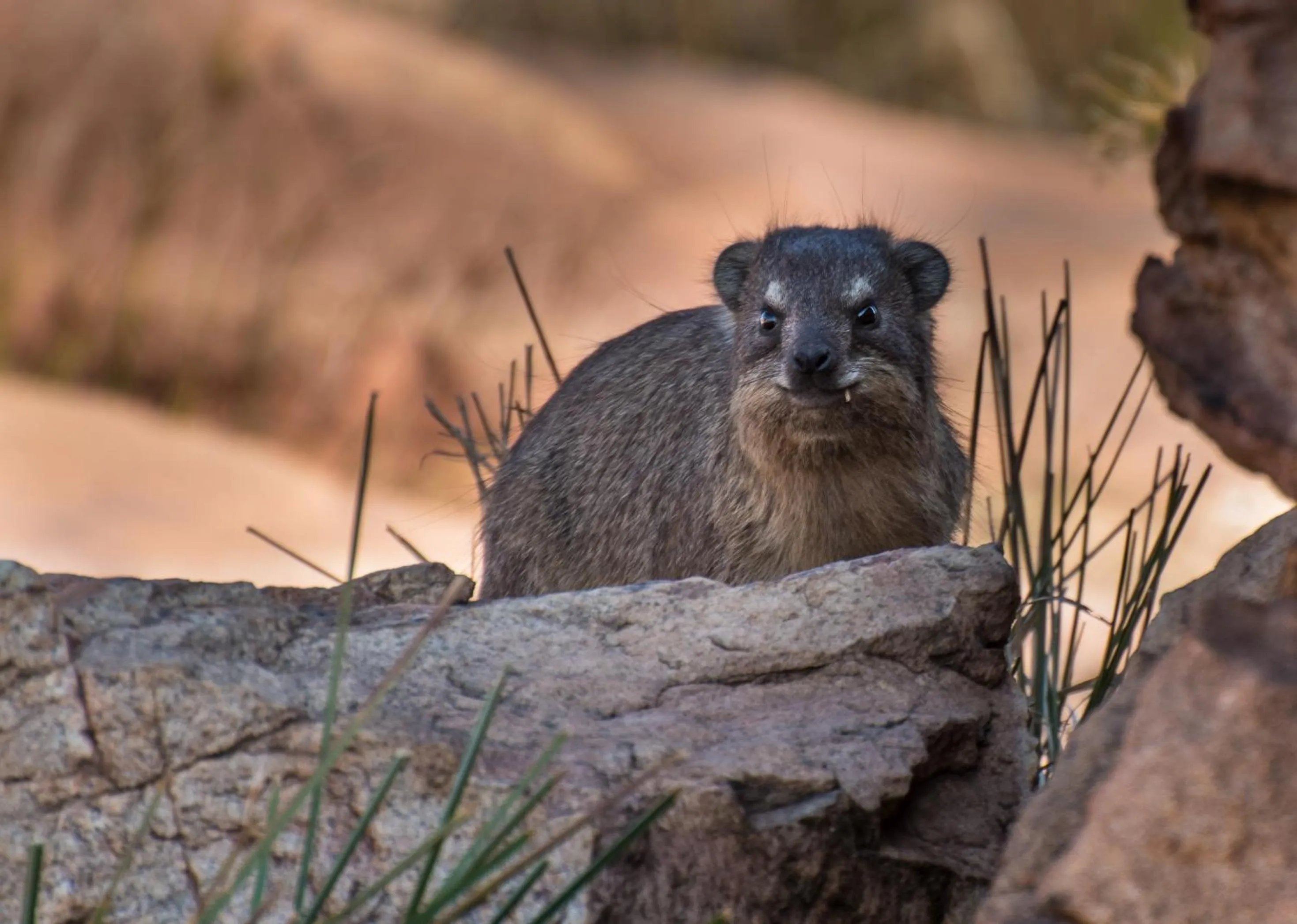 Animals in Heidelberg Kloof Lodge