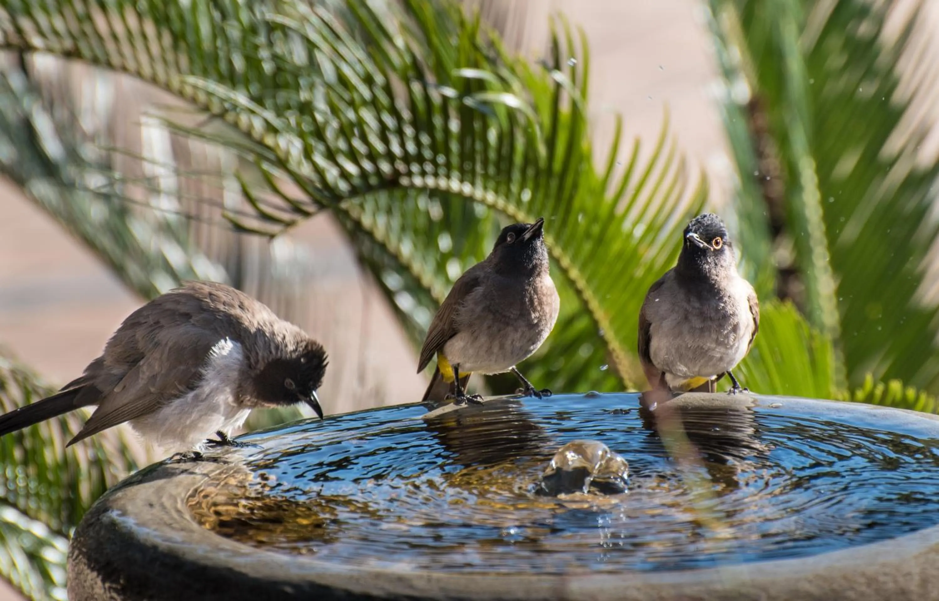Animals in Heidelberg Kloof Lodge