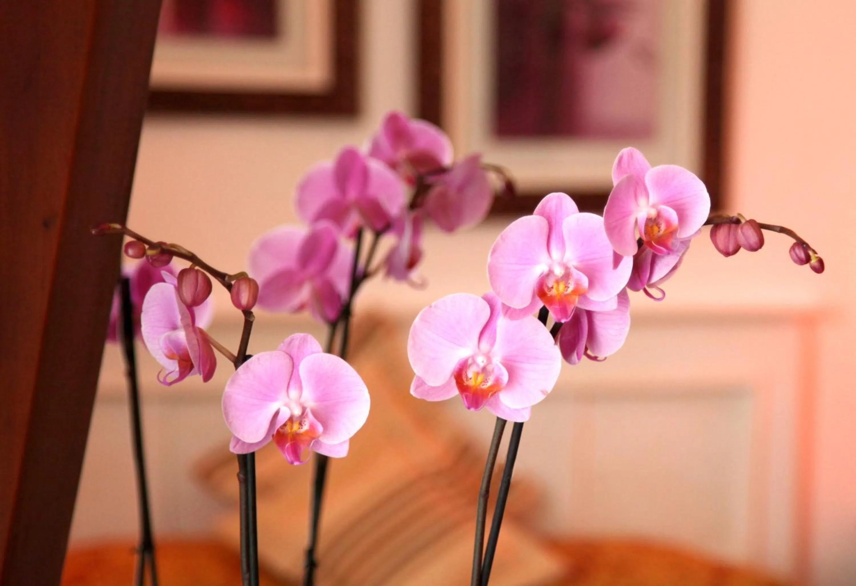 Decorative detail in Castel De Siam