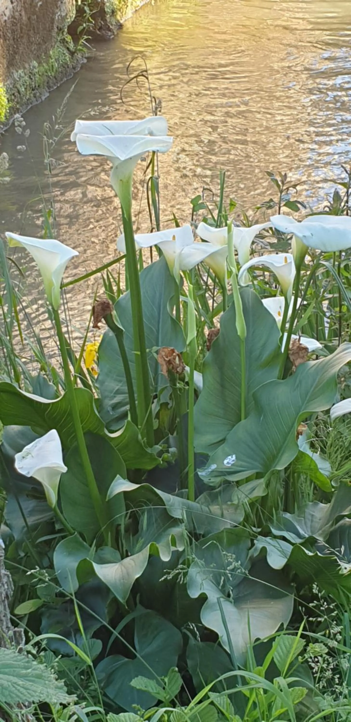 Garden in Moulin De Ladausse