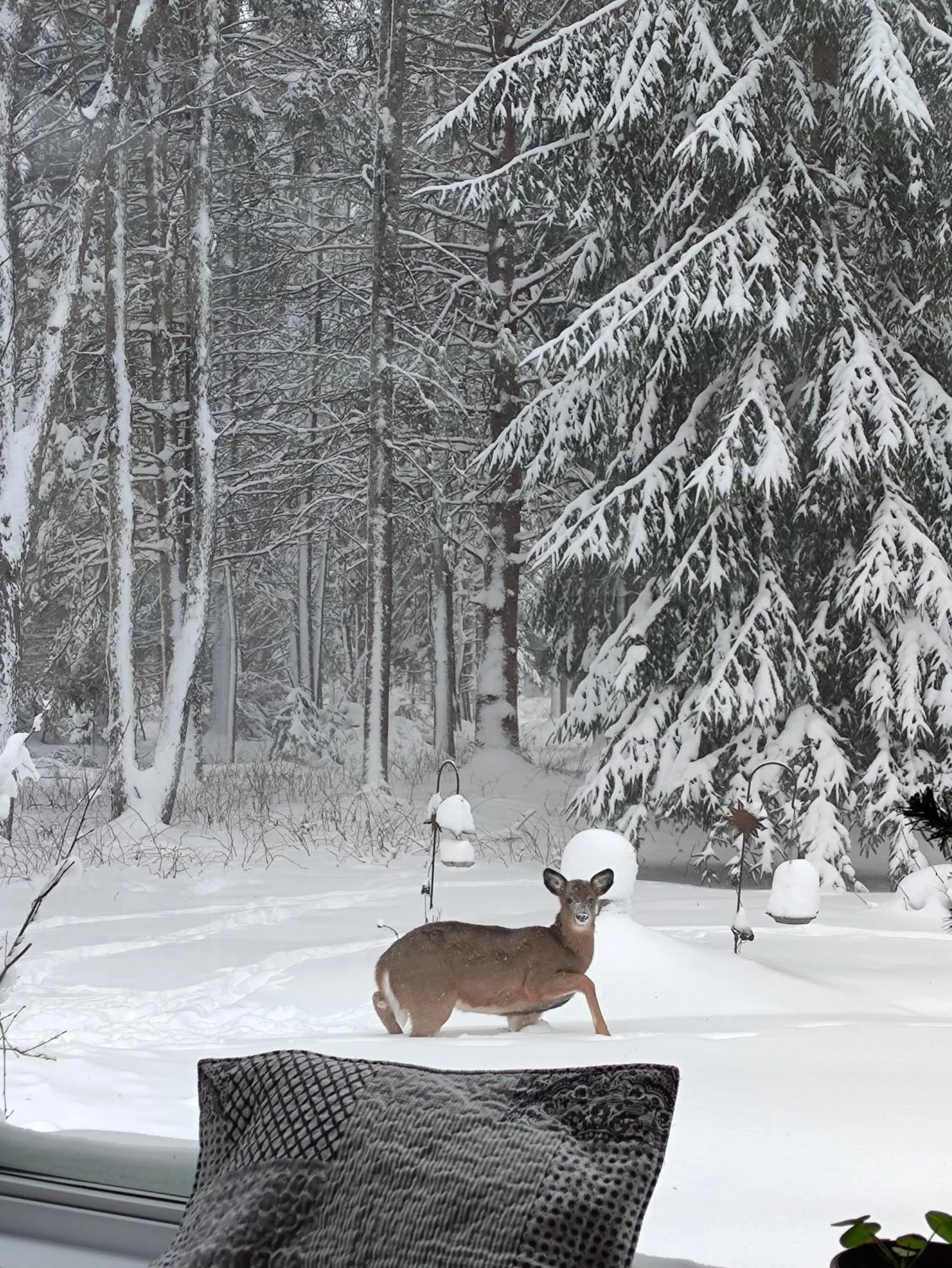 Winter in La Tremblante