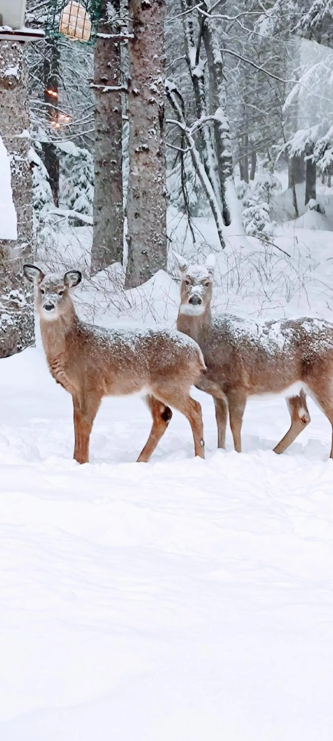 Natural landscape in La Tremblante