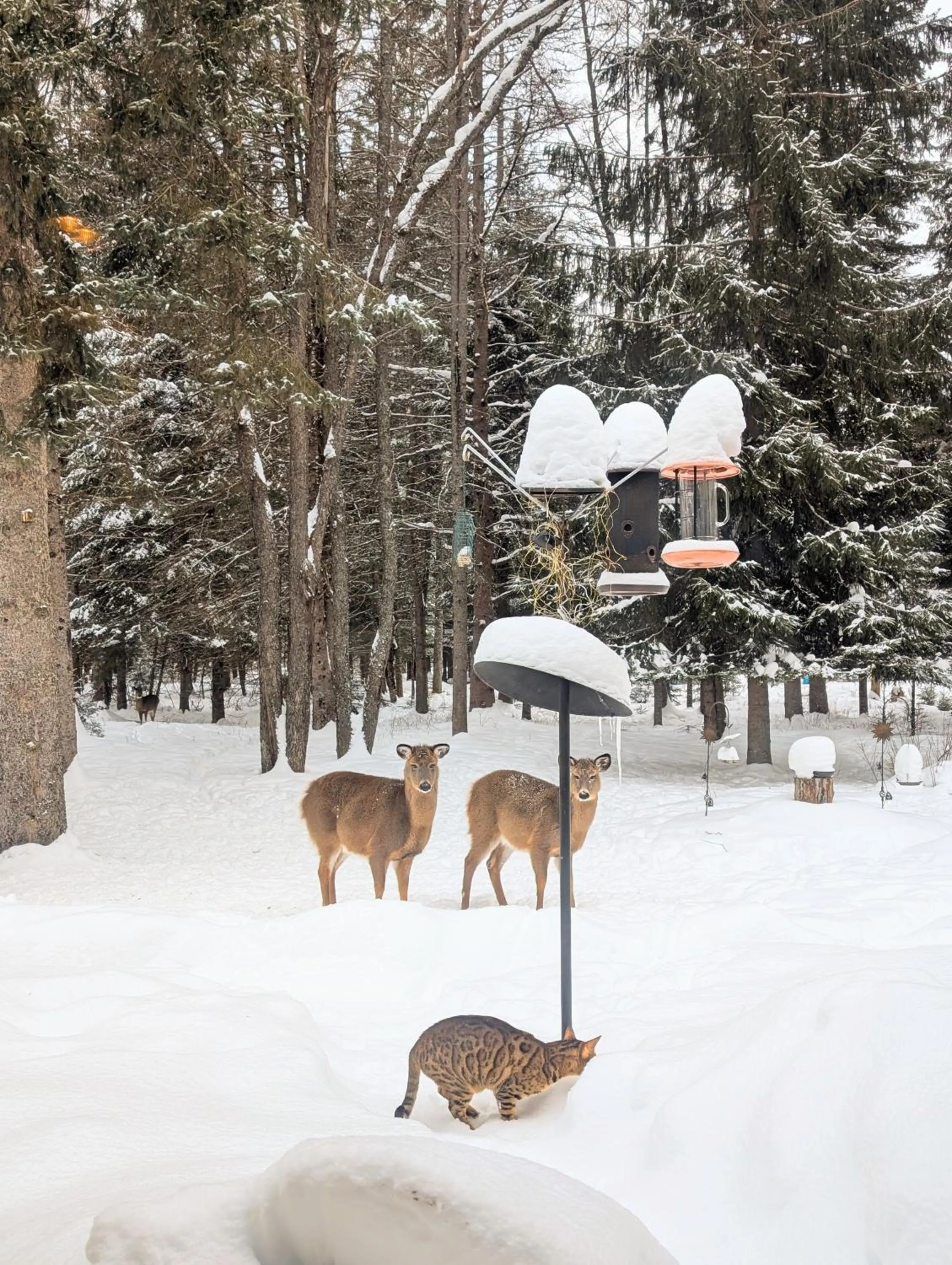 Winter in La Tremblante