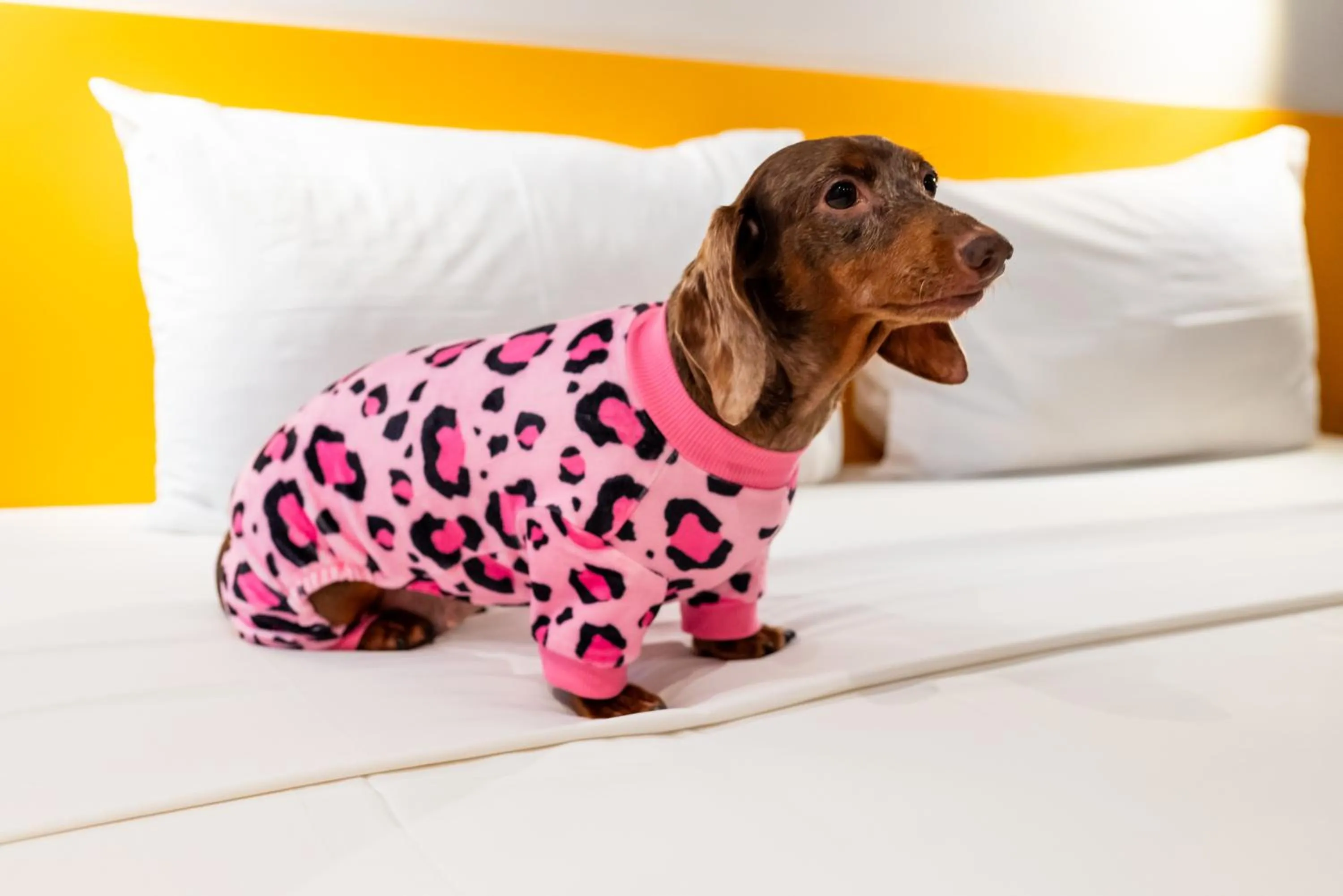 Pets in ibis Styles Belem Nazare