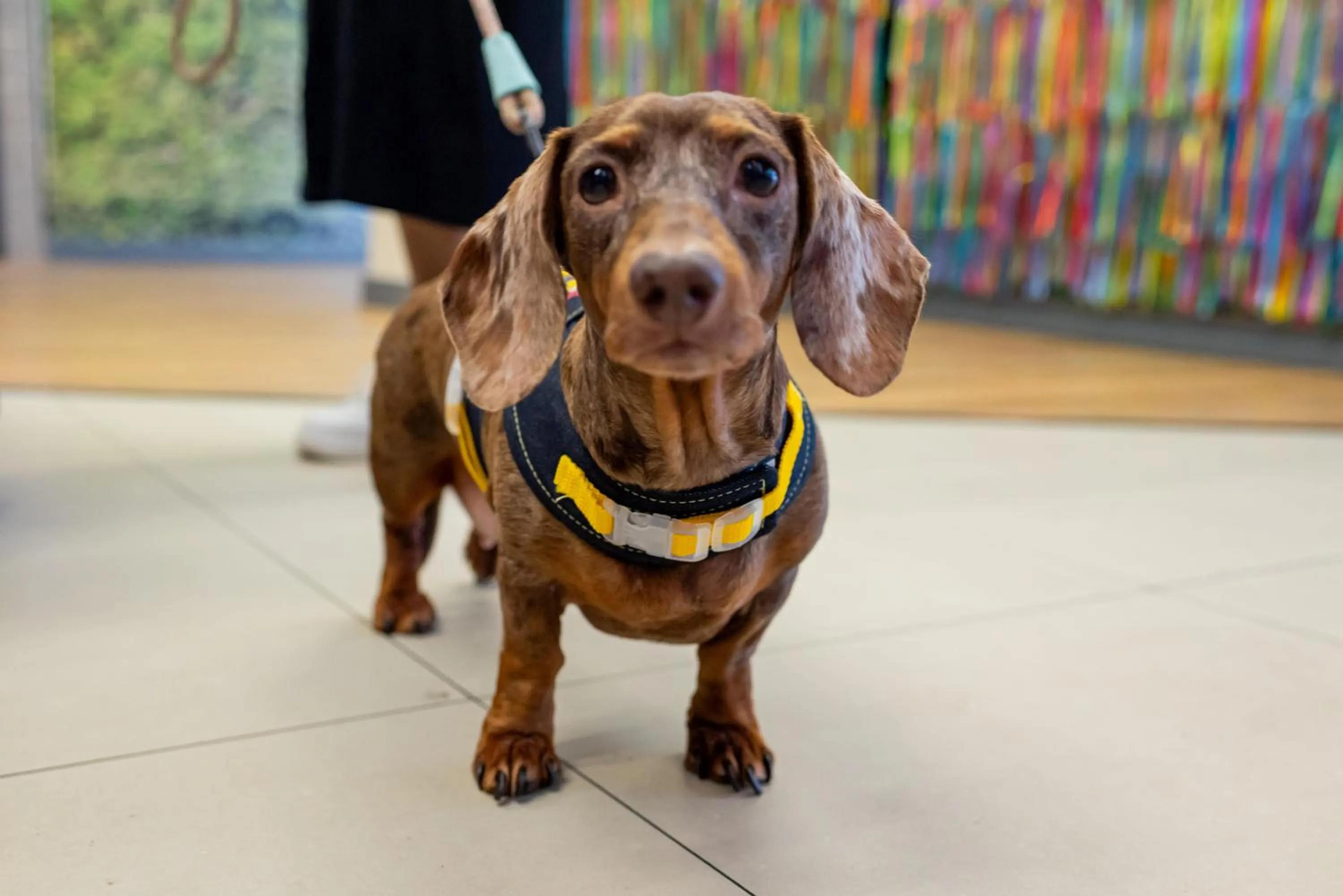 Pets in ibis Styles Belem Nazare