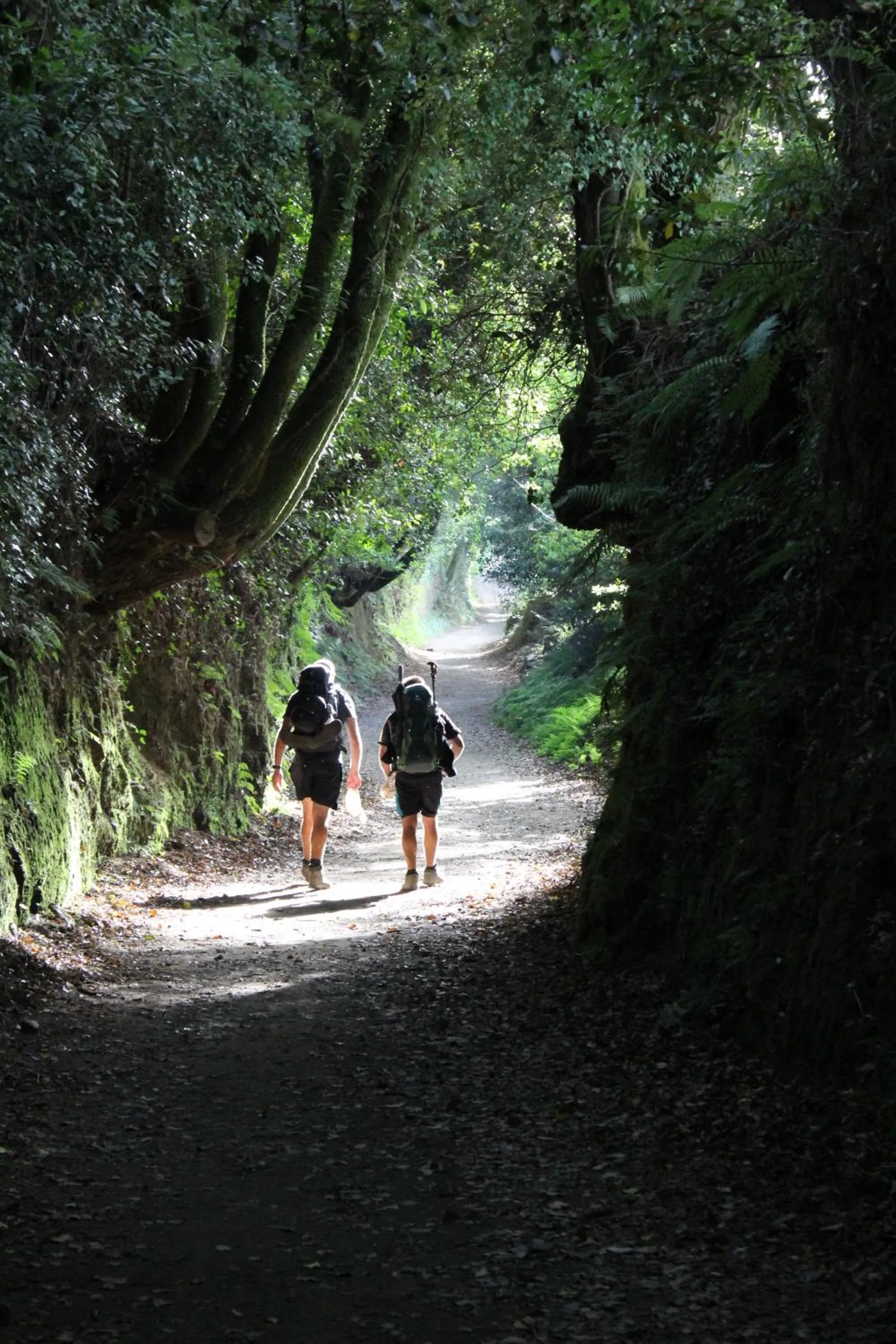 Natural landscape in Hotel Amenal
