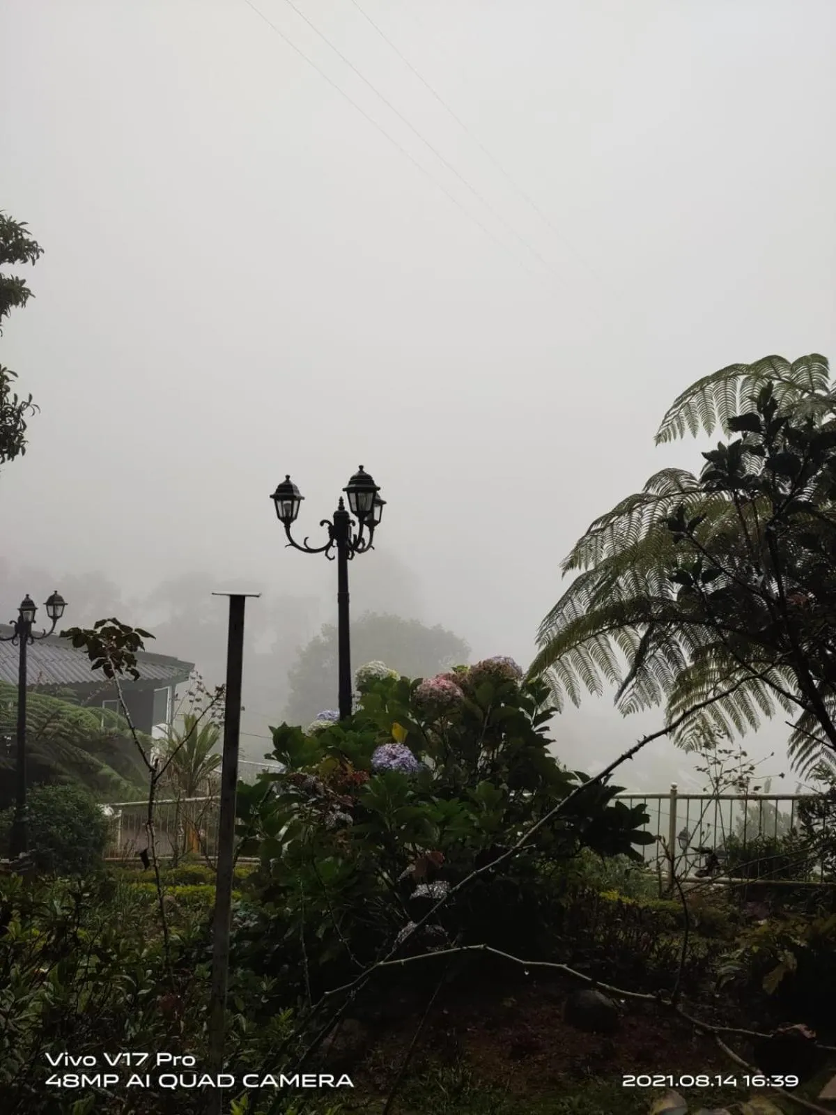 Misty Paradise of Lake Gregory