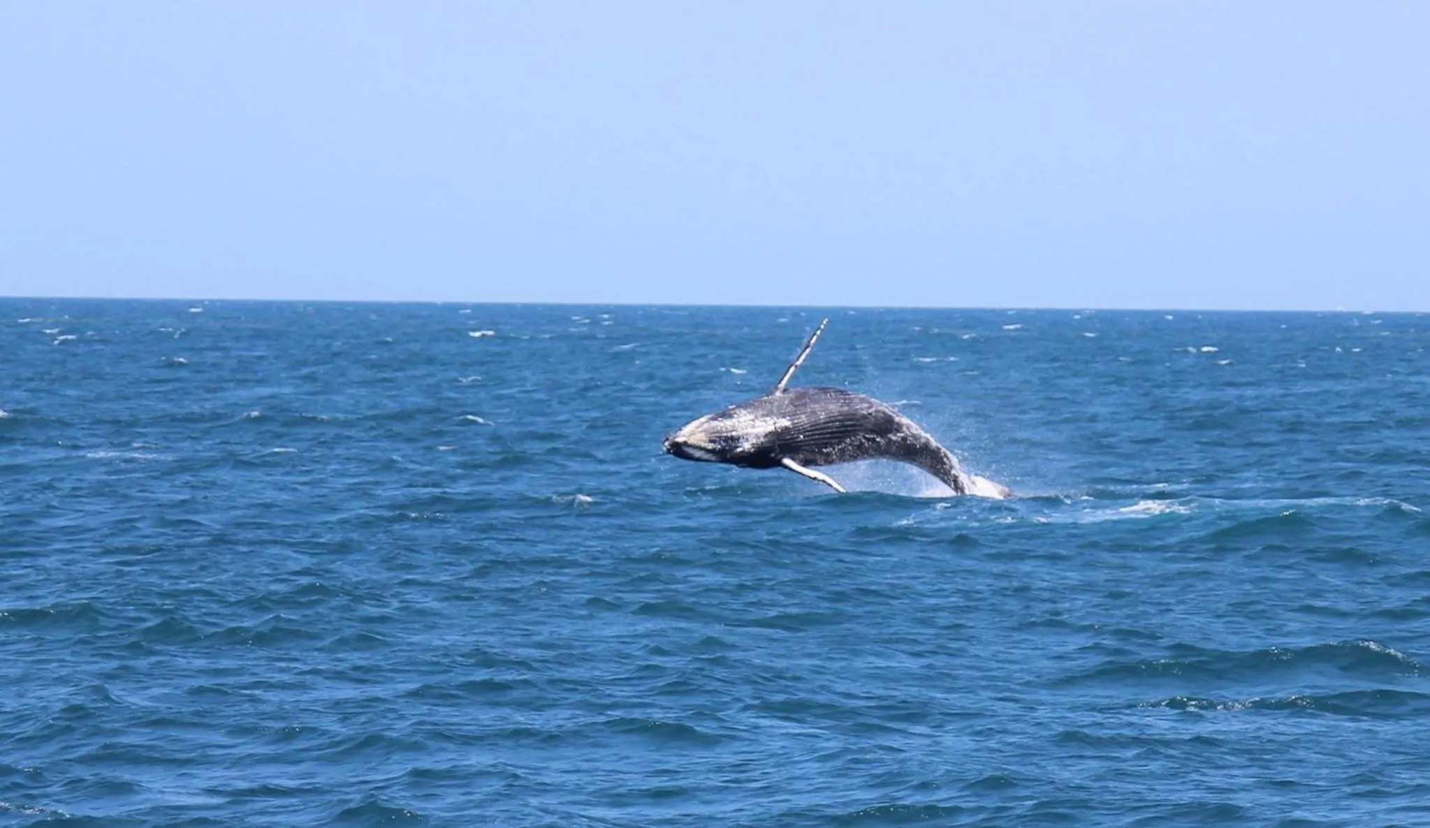 Animals in Seaview Resort