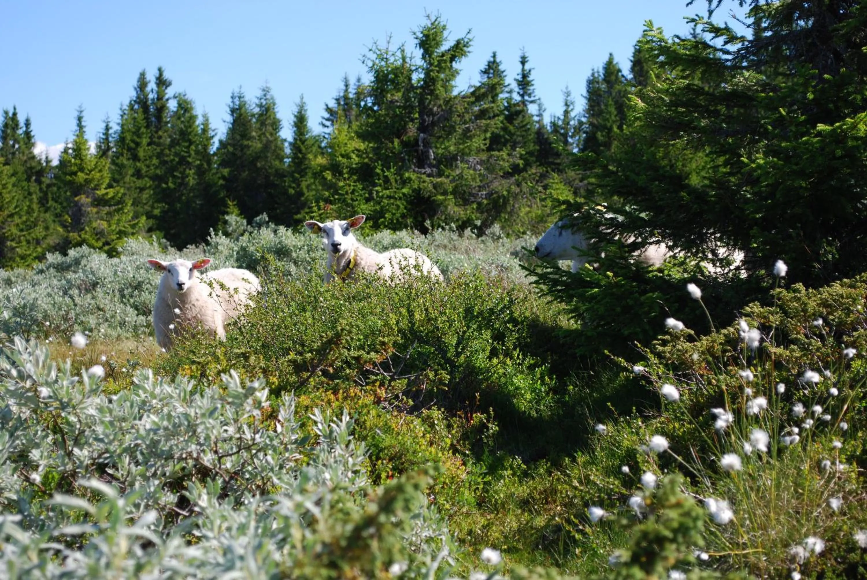 Area and facilities in Nordseter Fjellpark, Hyttegrend