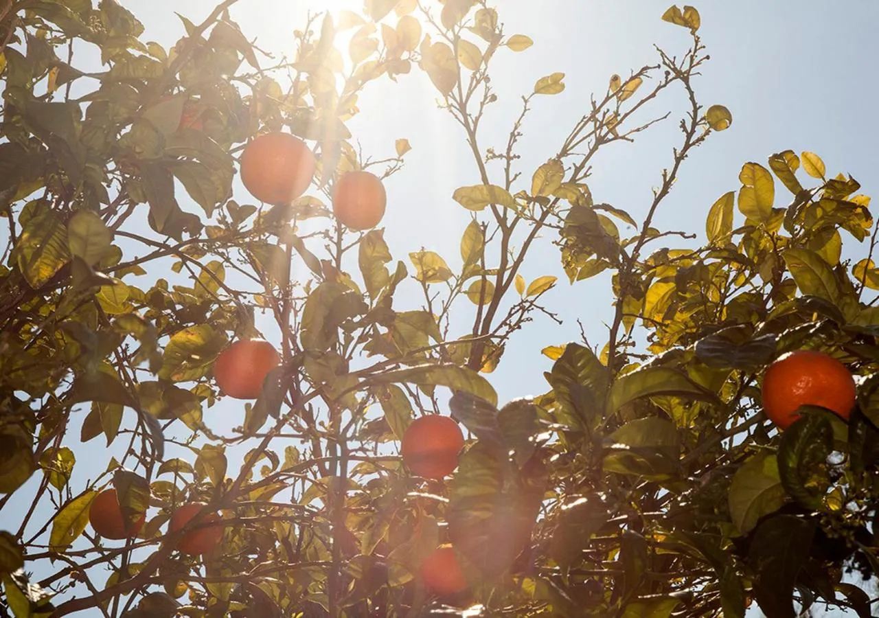 Natural landscape in Lavanta Butik Otel Turunc