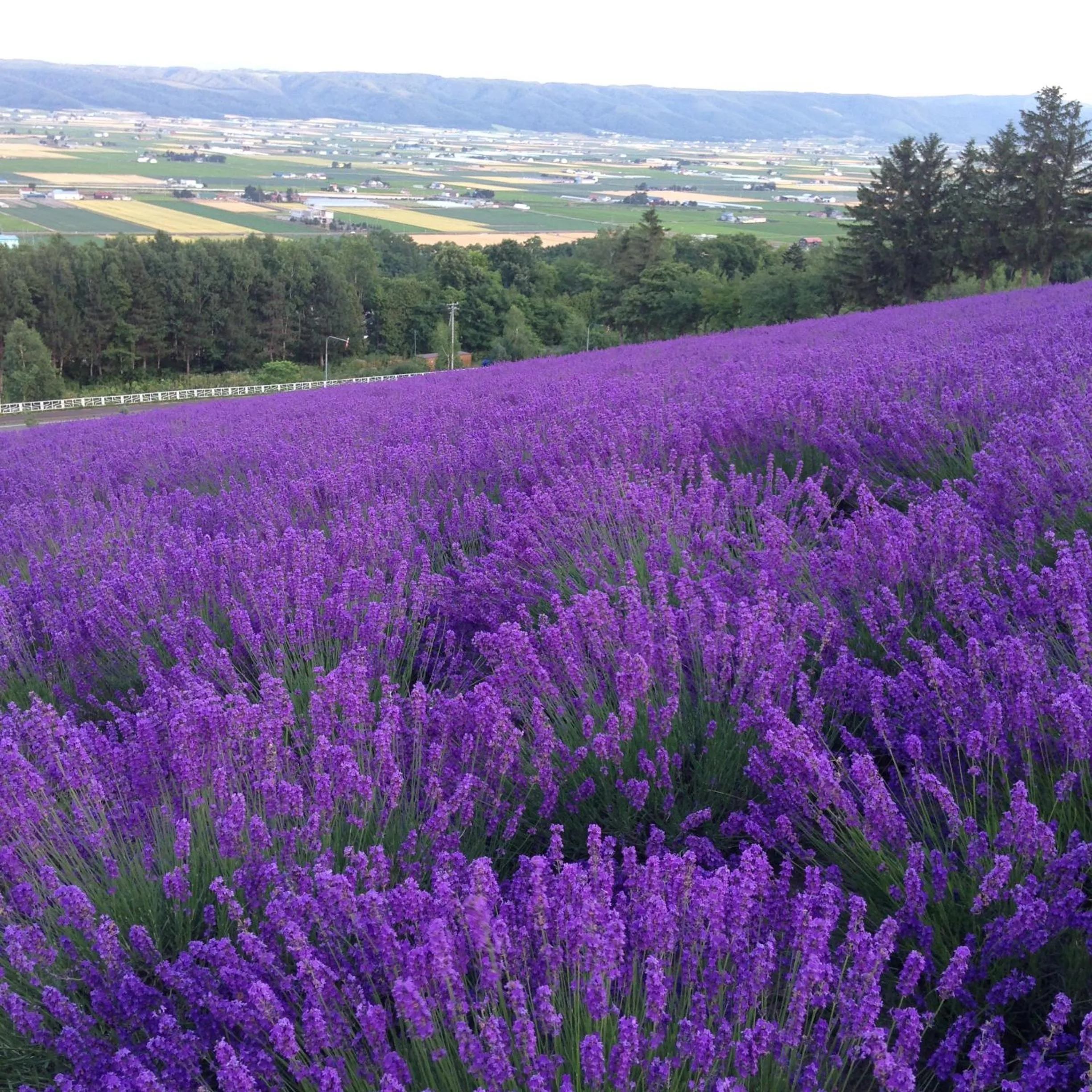 Nearby landmark in Element