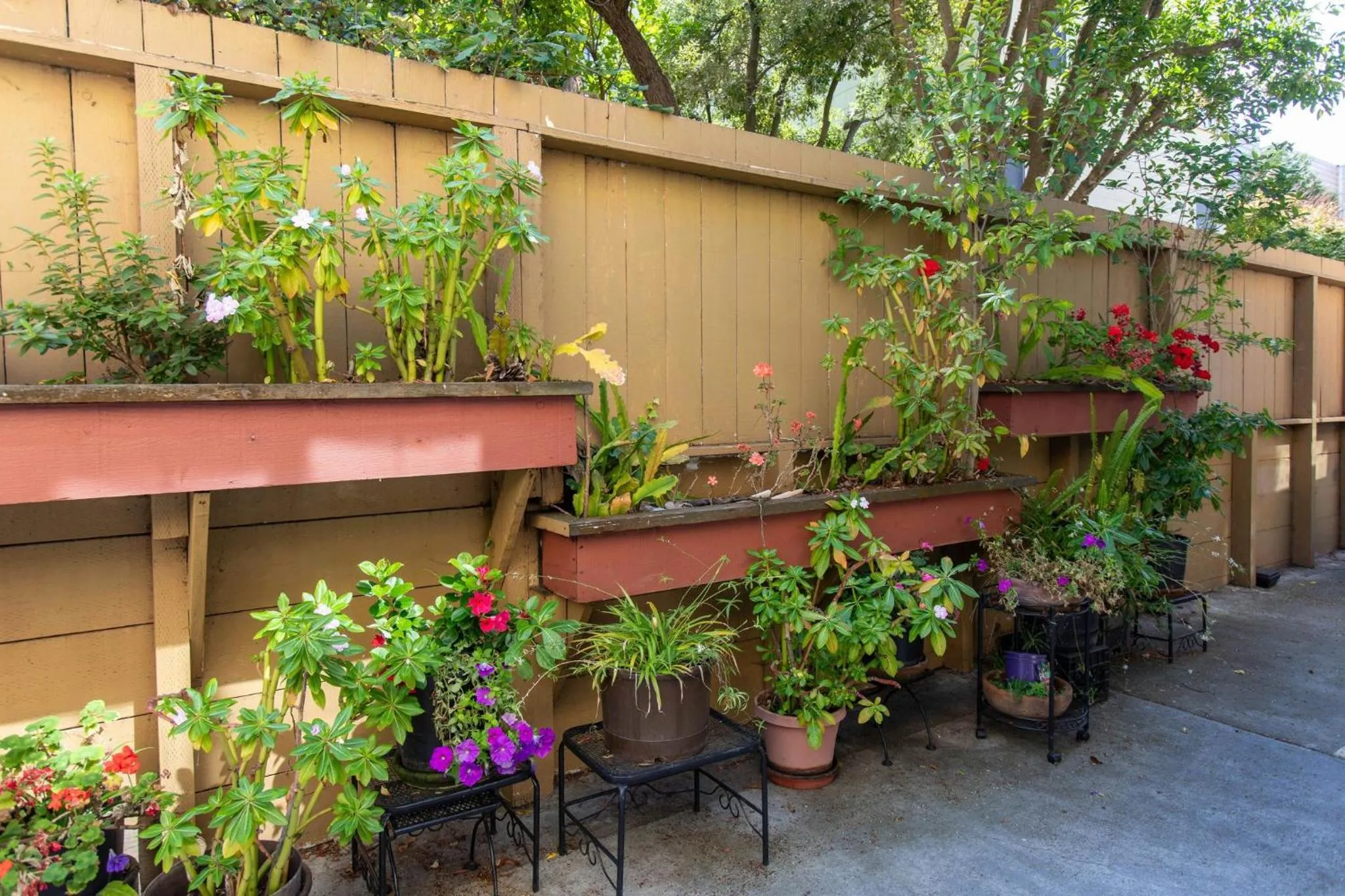 Garden in Pacific Heights Inn