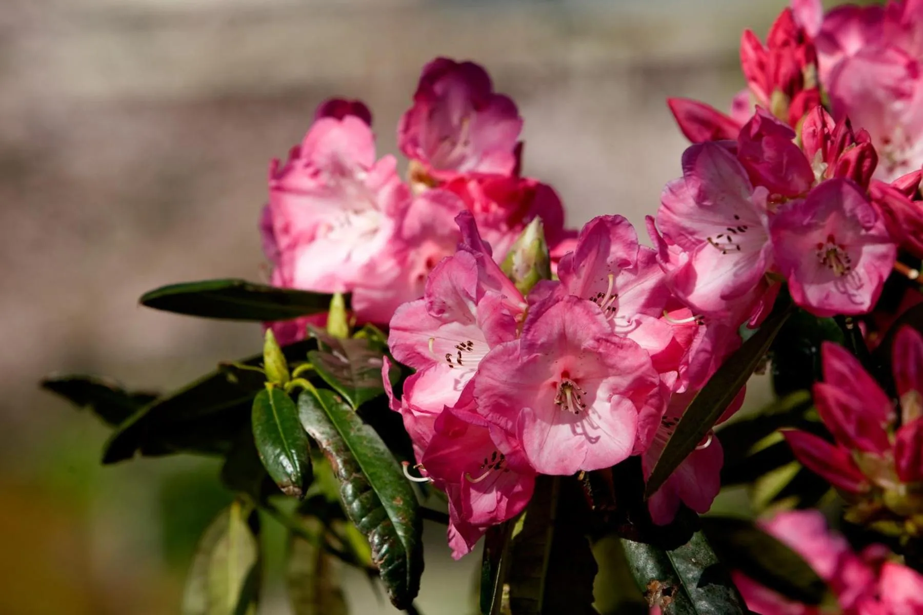 Garden view in Ratanui Villas