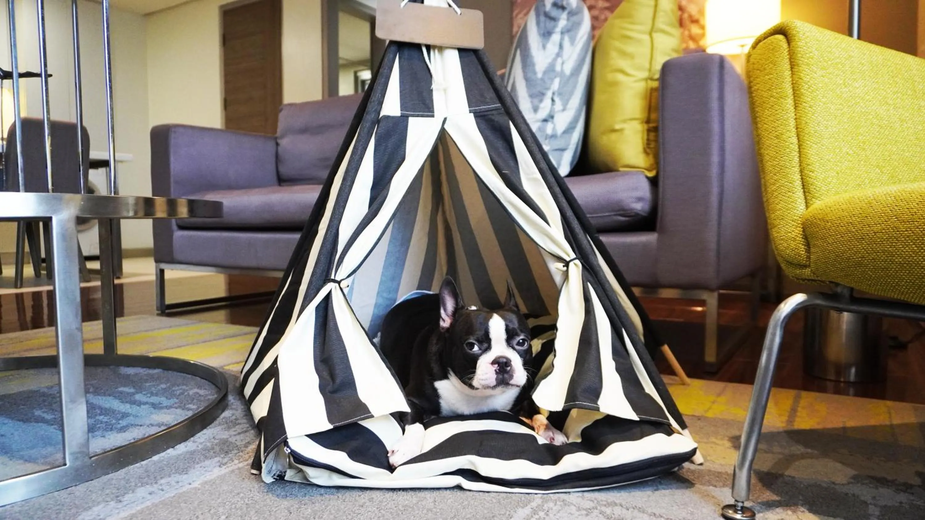 pet friendly in Citadines Millennium Ortigas Manila