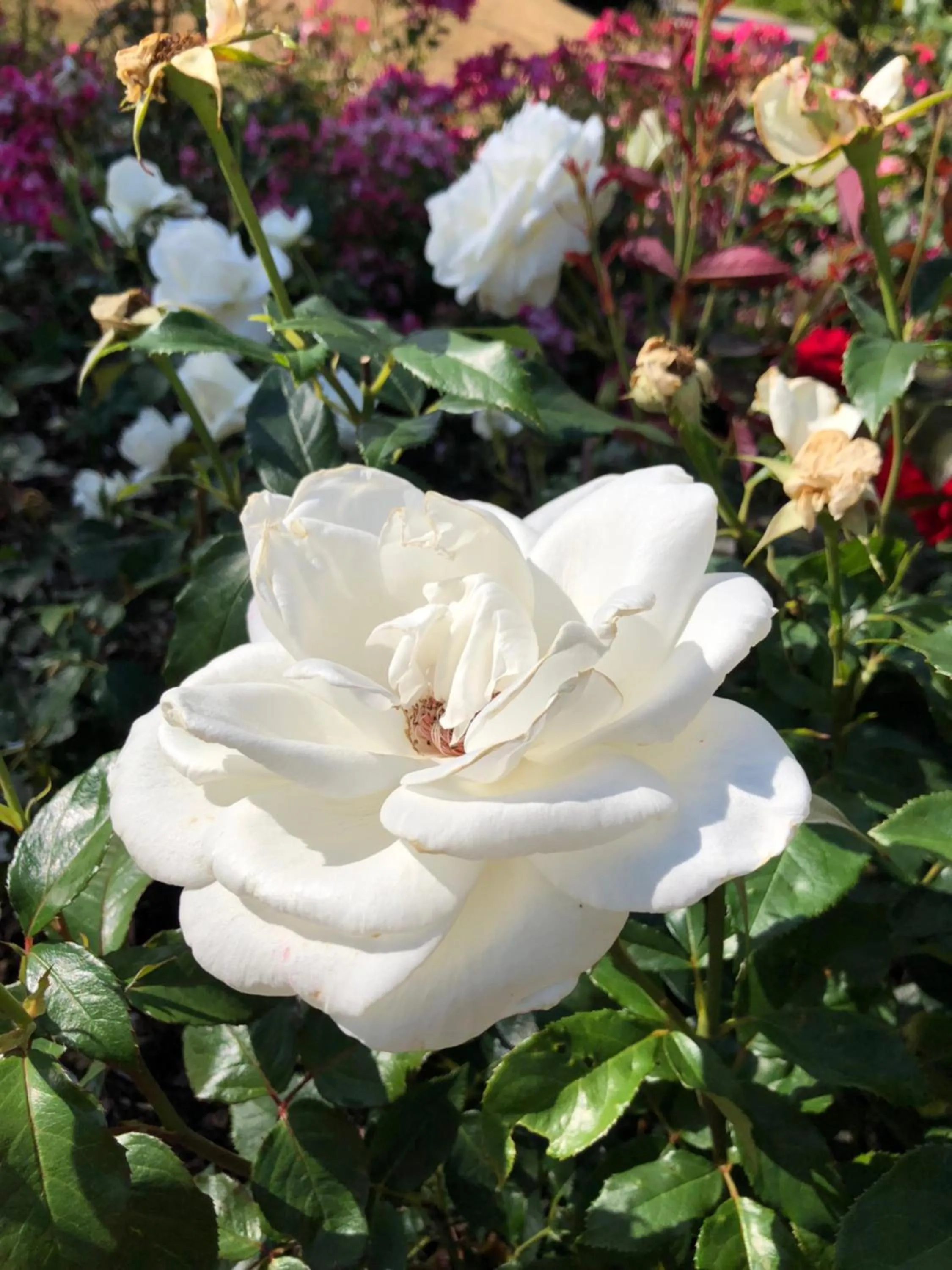 Garden in Ansgar Summerhotel