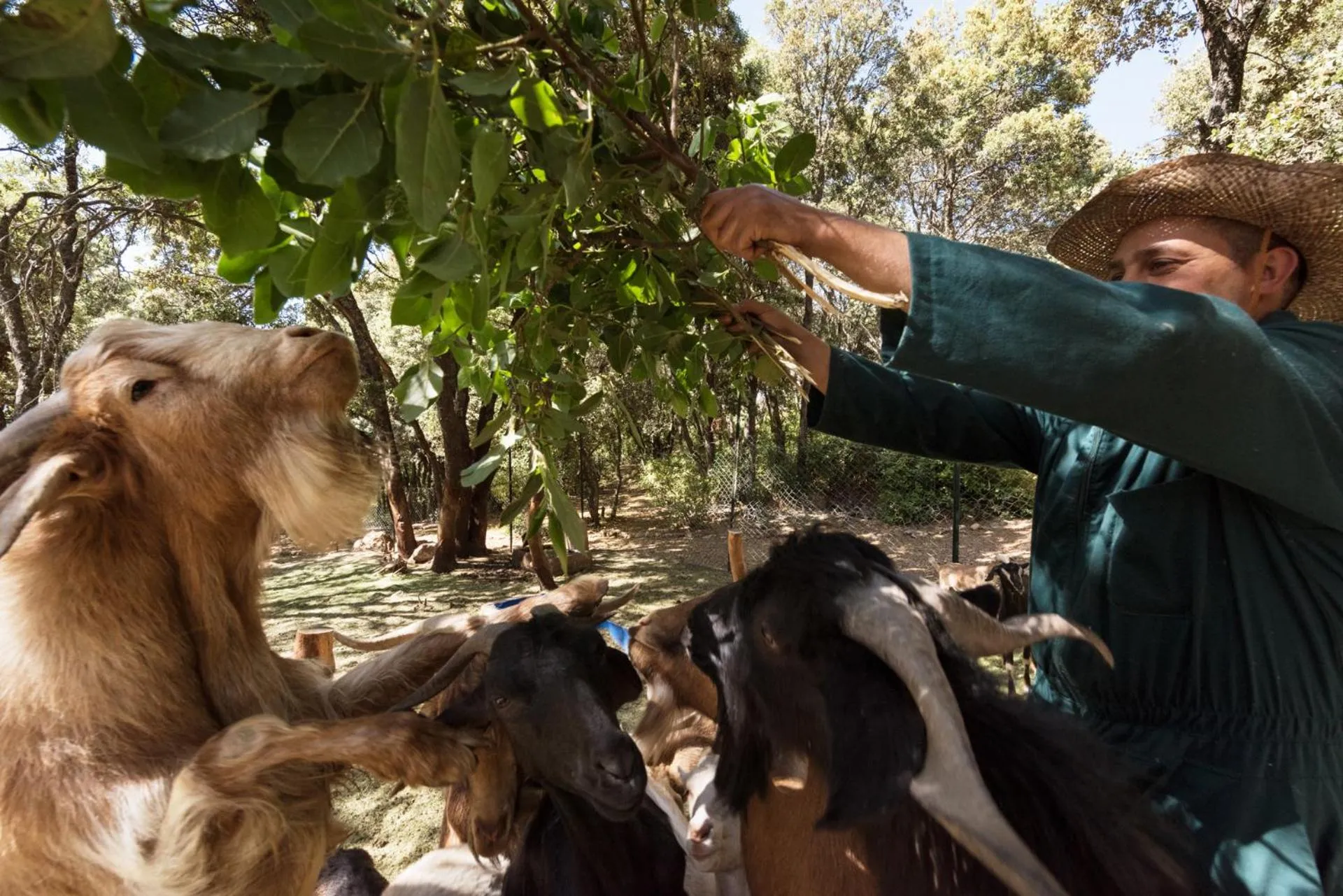 Animals in Michlifen Resort & Golf