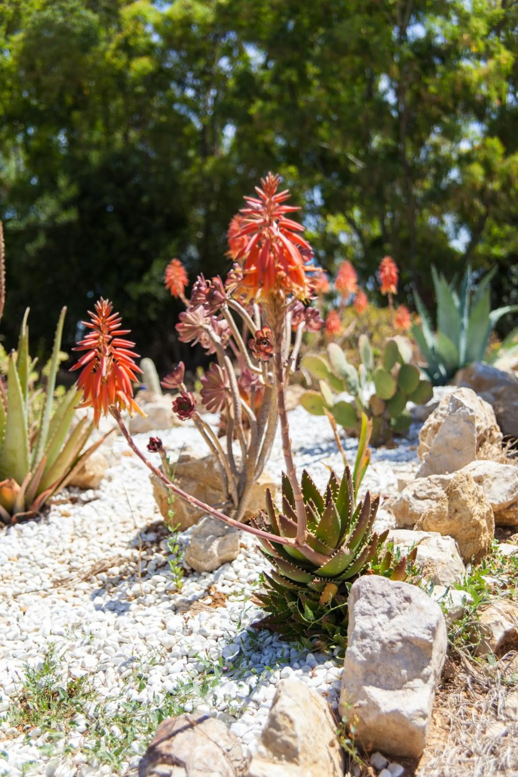 Garden view in Villa Arzilla Sardegna
