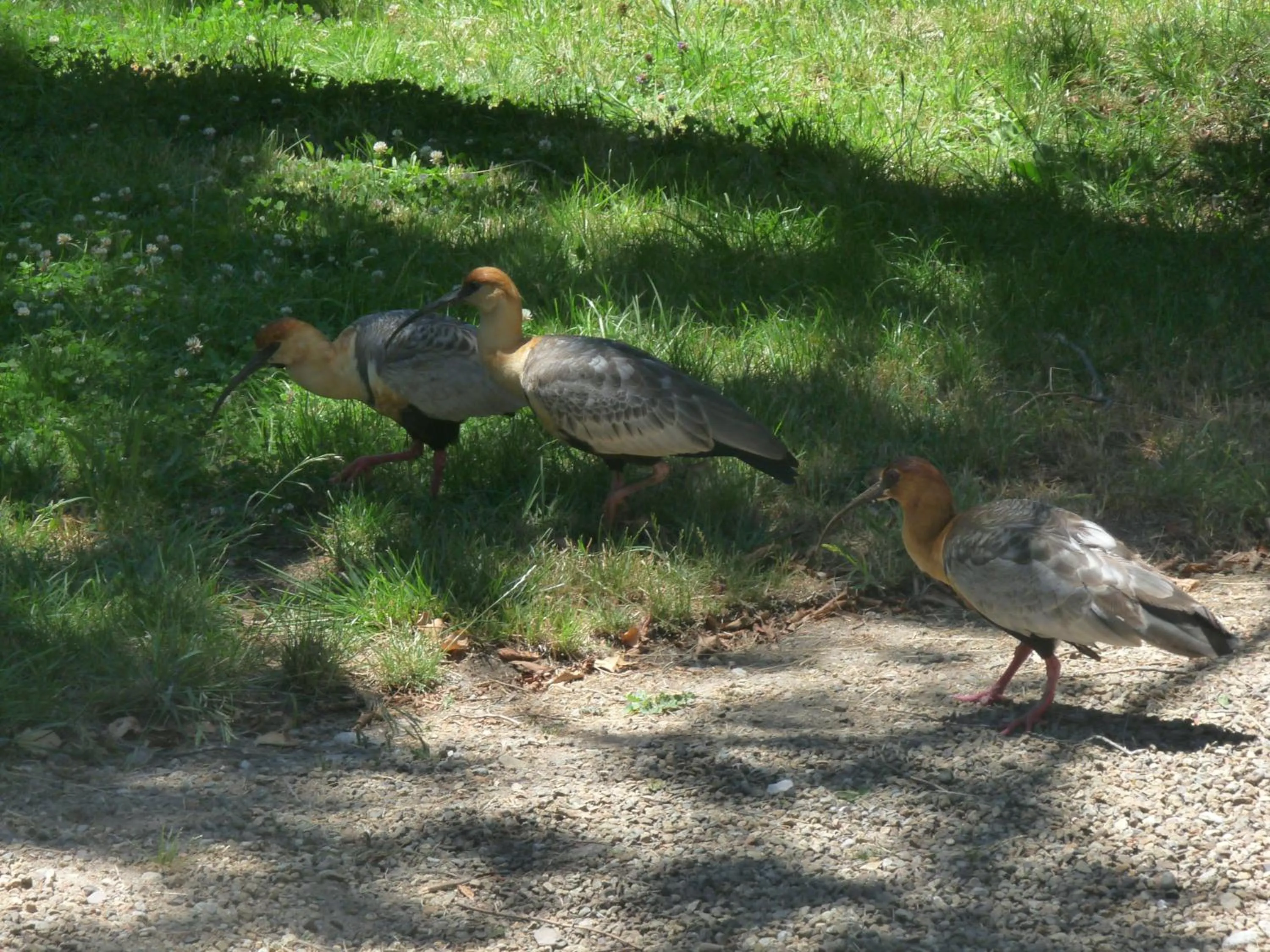 Garden in HTL La Malinka