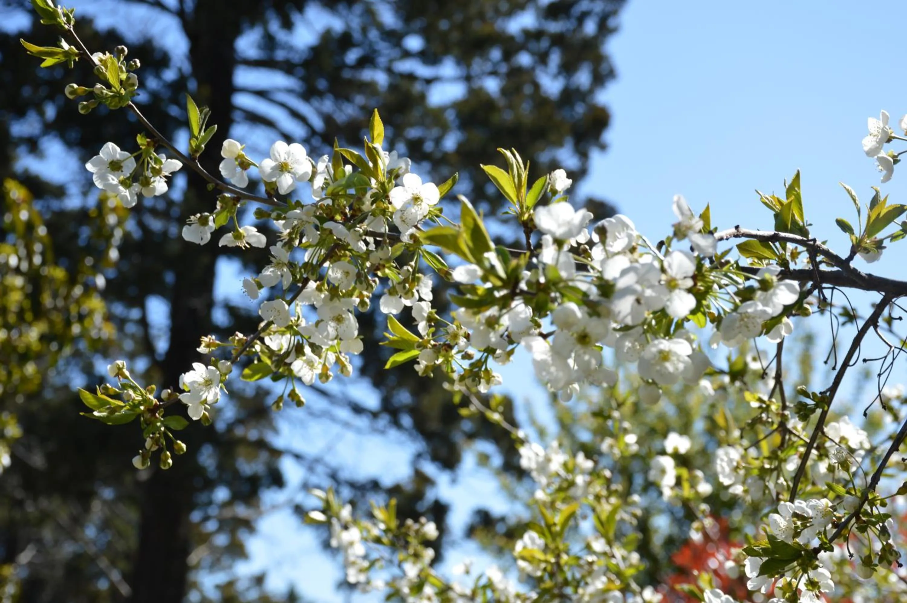 Garden in HTL La Malinka
