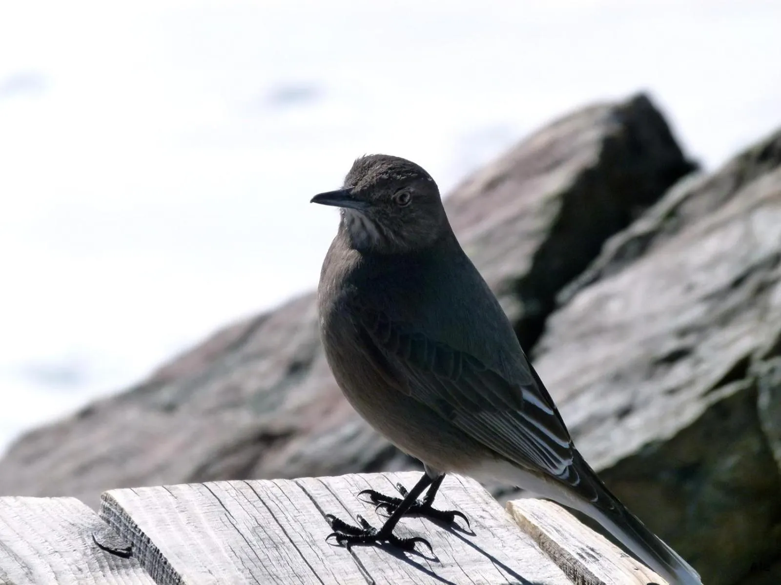 Animals in HTL La Malinka