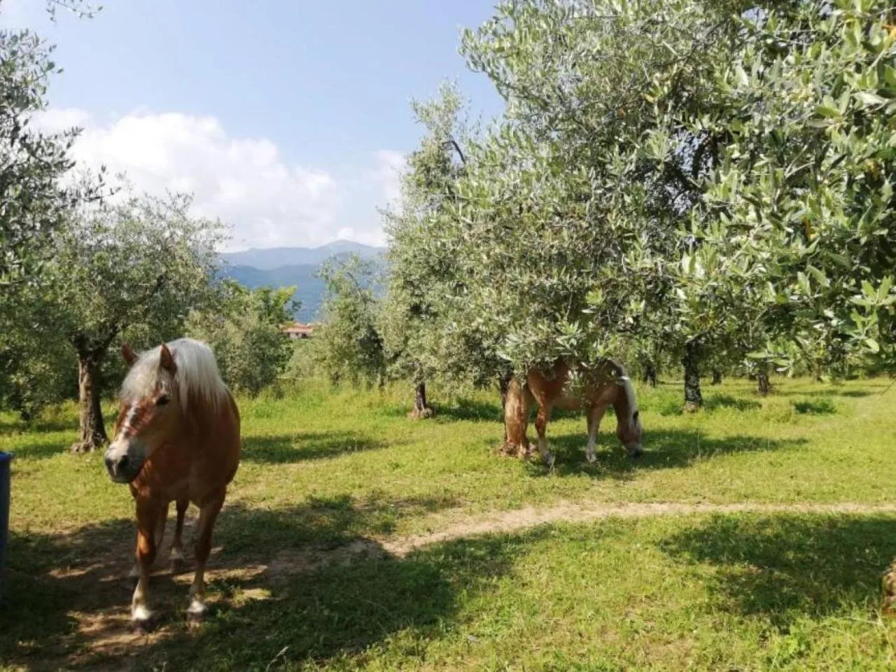 Natural landscape in Dolce Lago B&B
