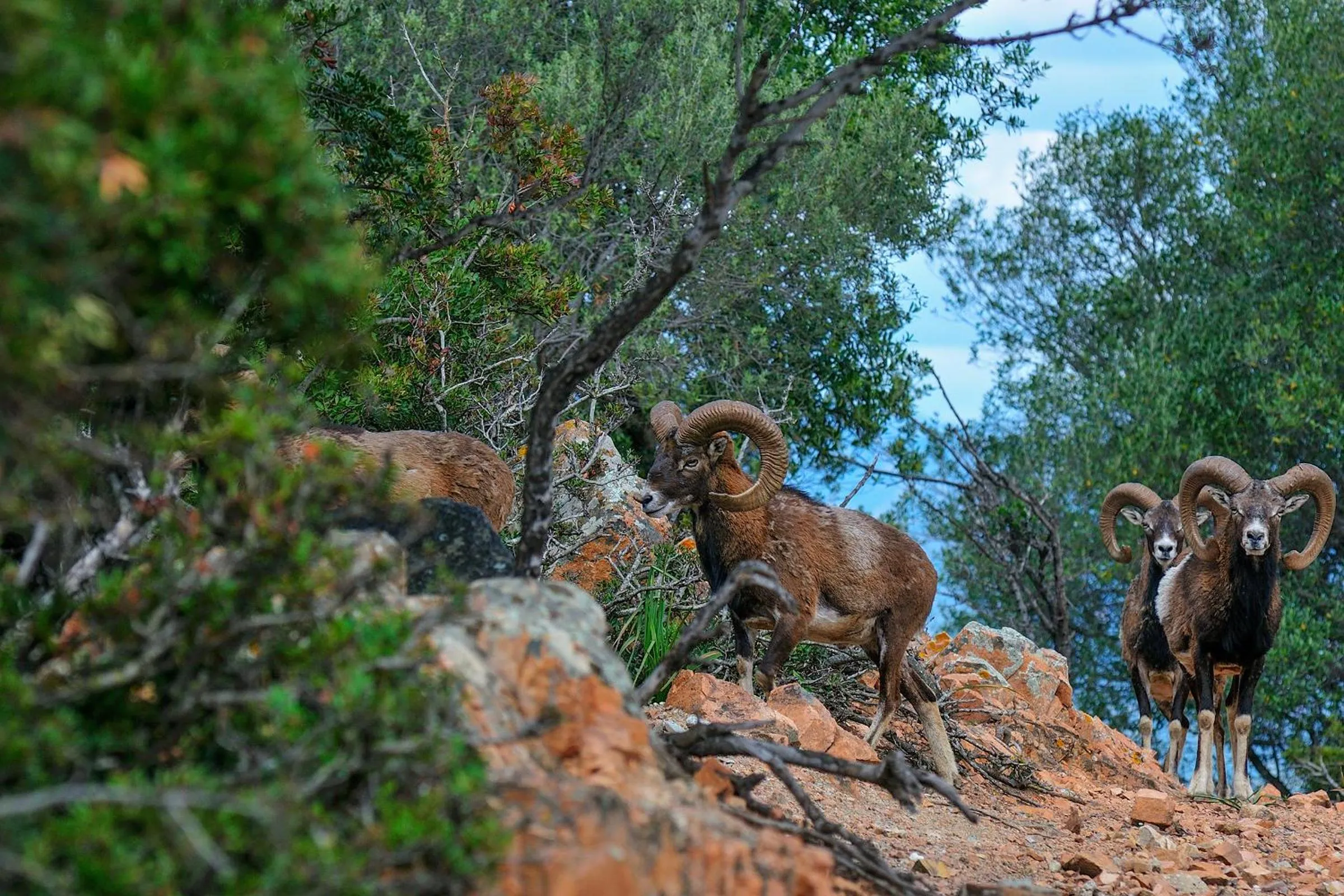Natural landscape in Arbatax Park Resort - Dune